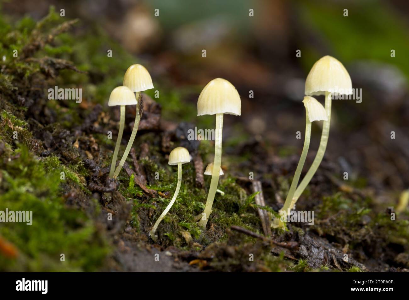 A close up photo of small capped mushrooms on fallen logs in a forest. Stock Photo