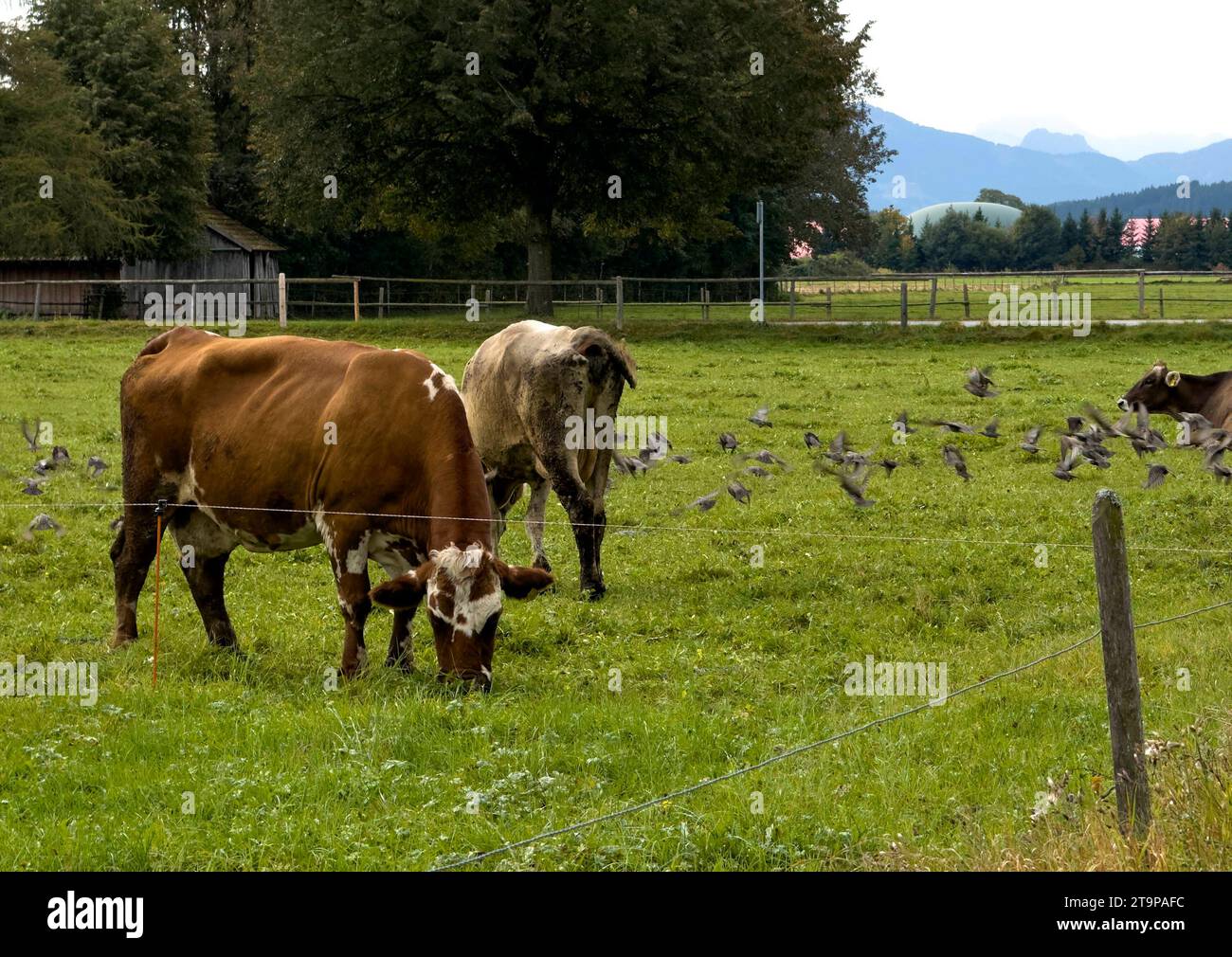 Cows with starling birds on a meadow on Oct 10, 2023 in Marktoberdorf, Bavaria, Germany . Credit: Imago/Alamy Live News Stock Photo