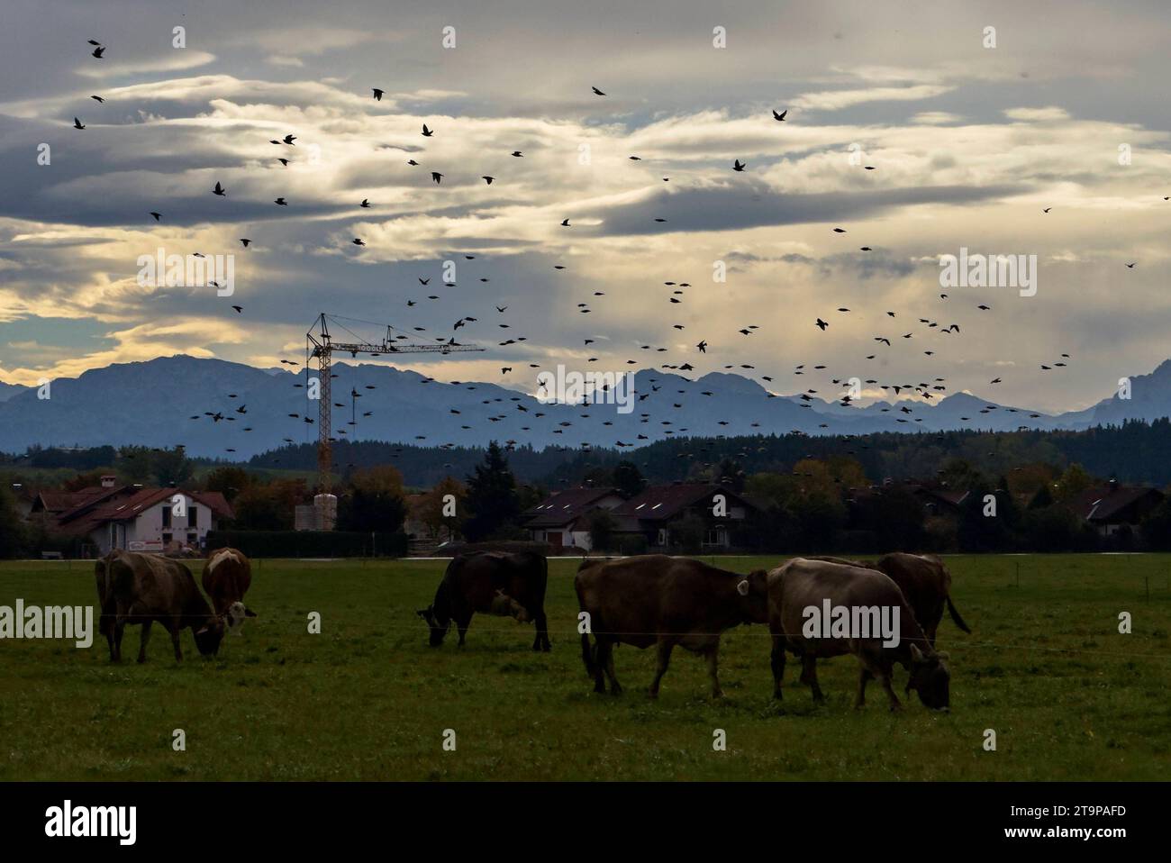 Cows with starling birds on a meadow on Oct 10, 2023 in Marktoberdorf, Bavaria, Germany . Credit: Imago/Alamy Live News Stock Photo