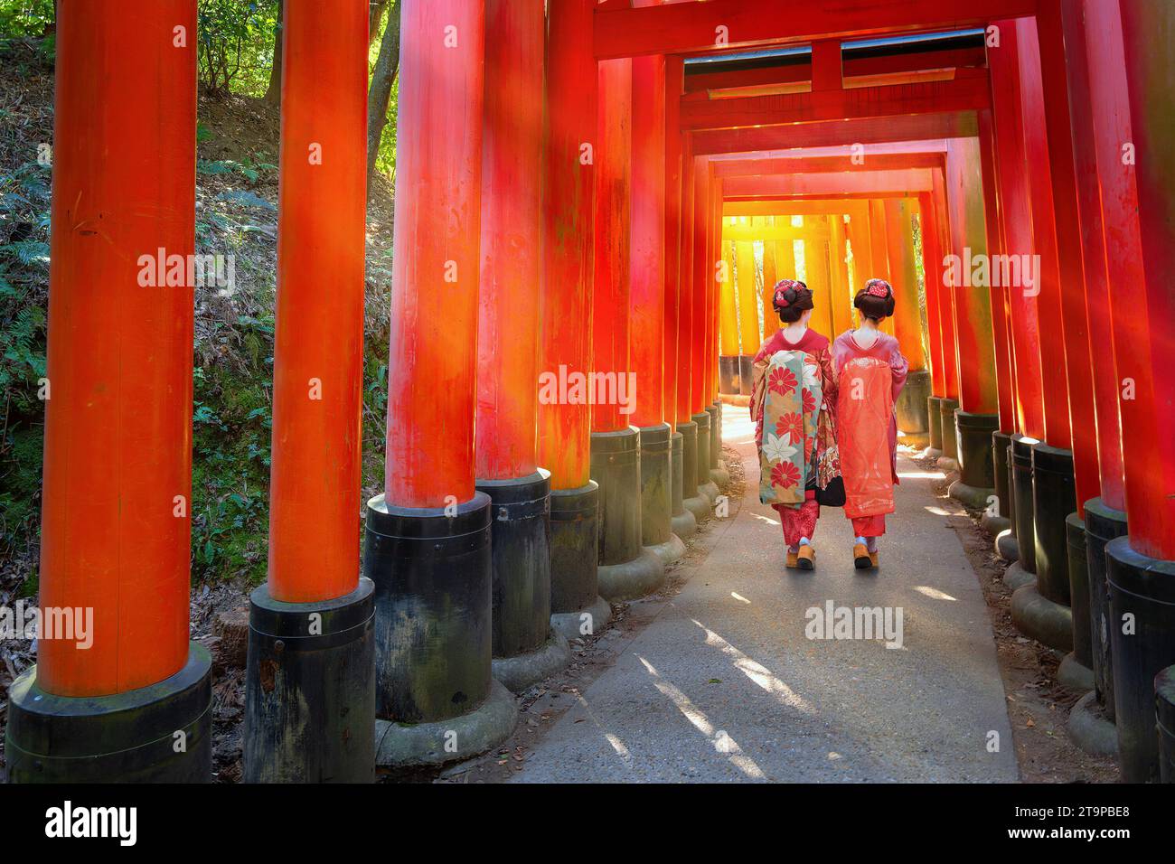 Japan fox not hokkaido hi-res stock photography and images - Page 