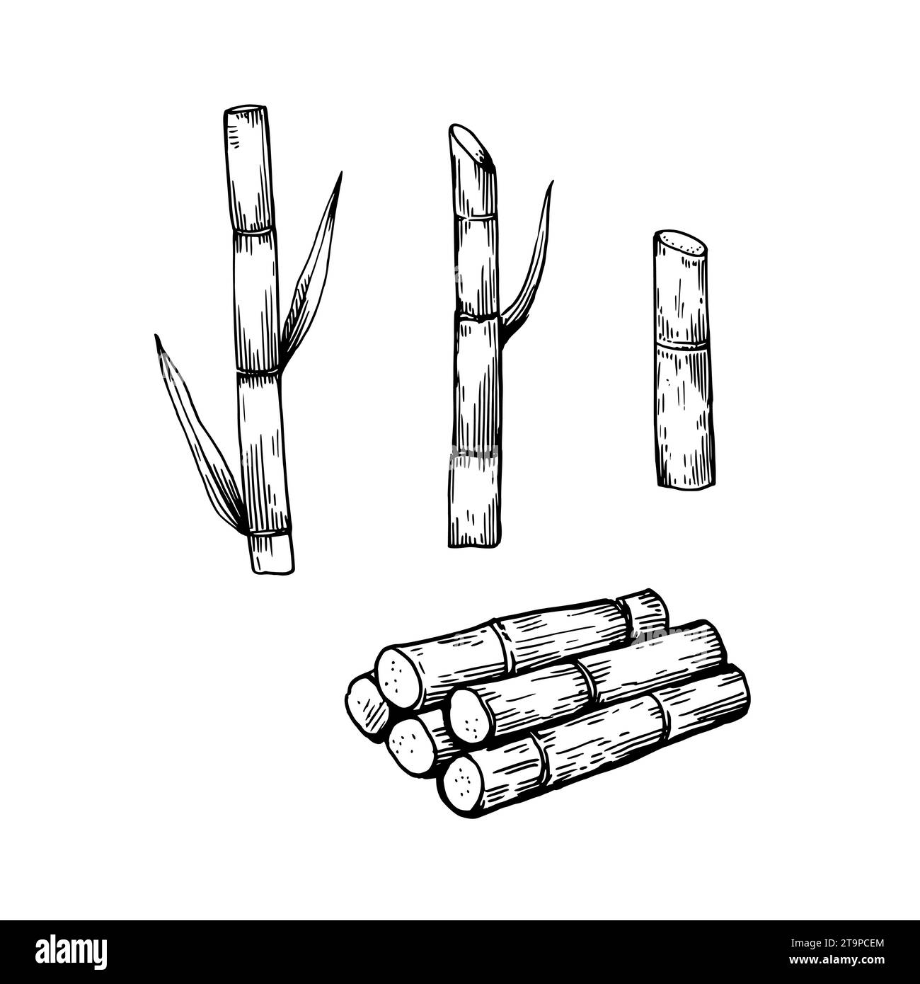 Sugar cane plants. Stems and leaves. Hand-drawn illustration in engraving retro style. Set of isolated vector design elements Stock Vector