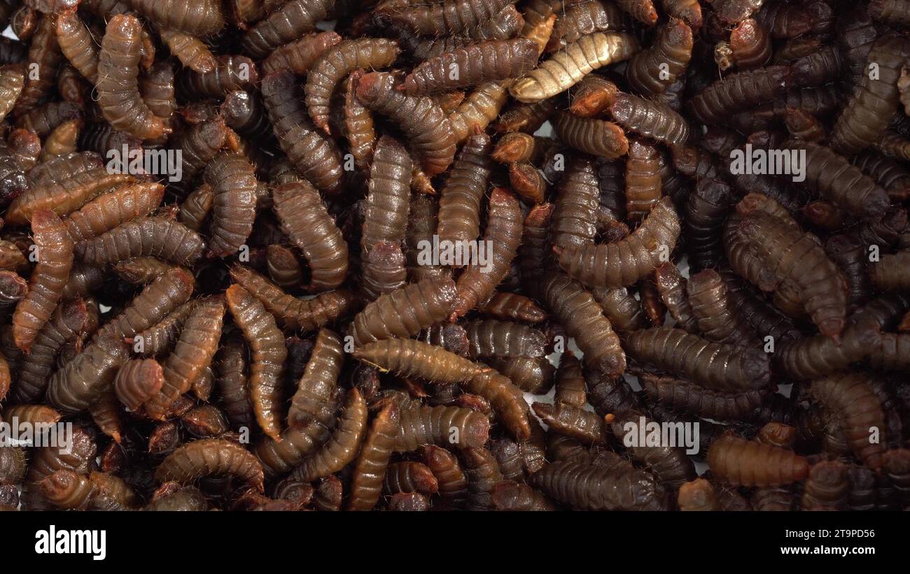 Black soldier flies at the pupal stage. larvae production facility Stock Photo