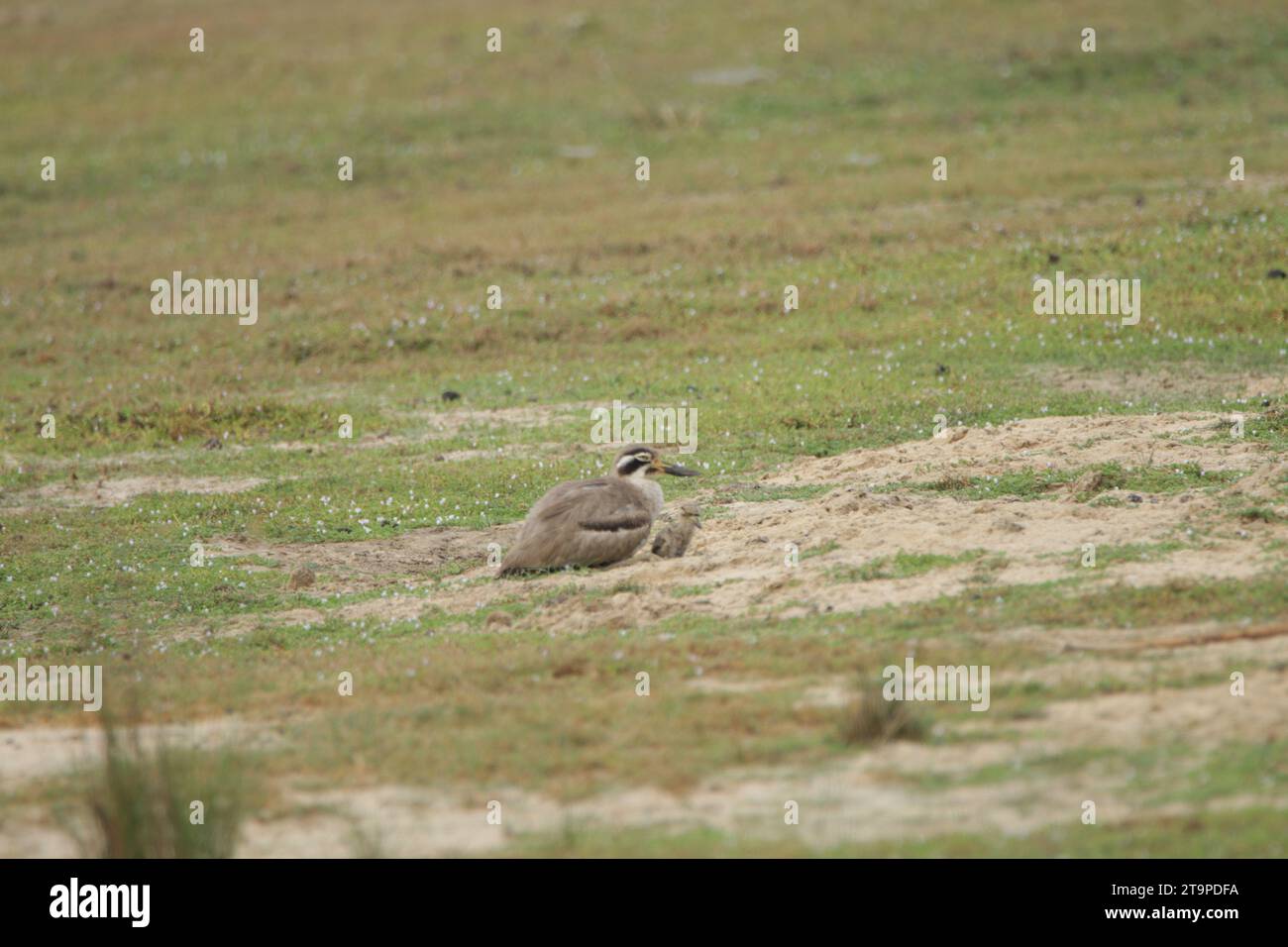 Birds of Sri Lanka in the Wild, Visit Sri Lanka Stock Photo