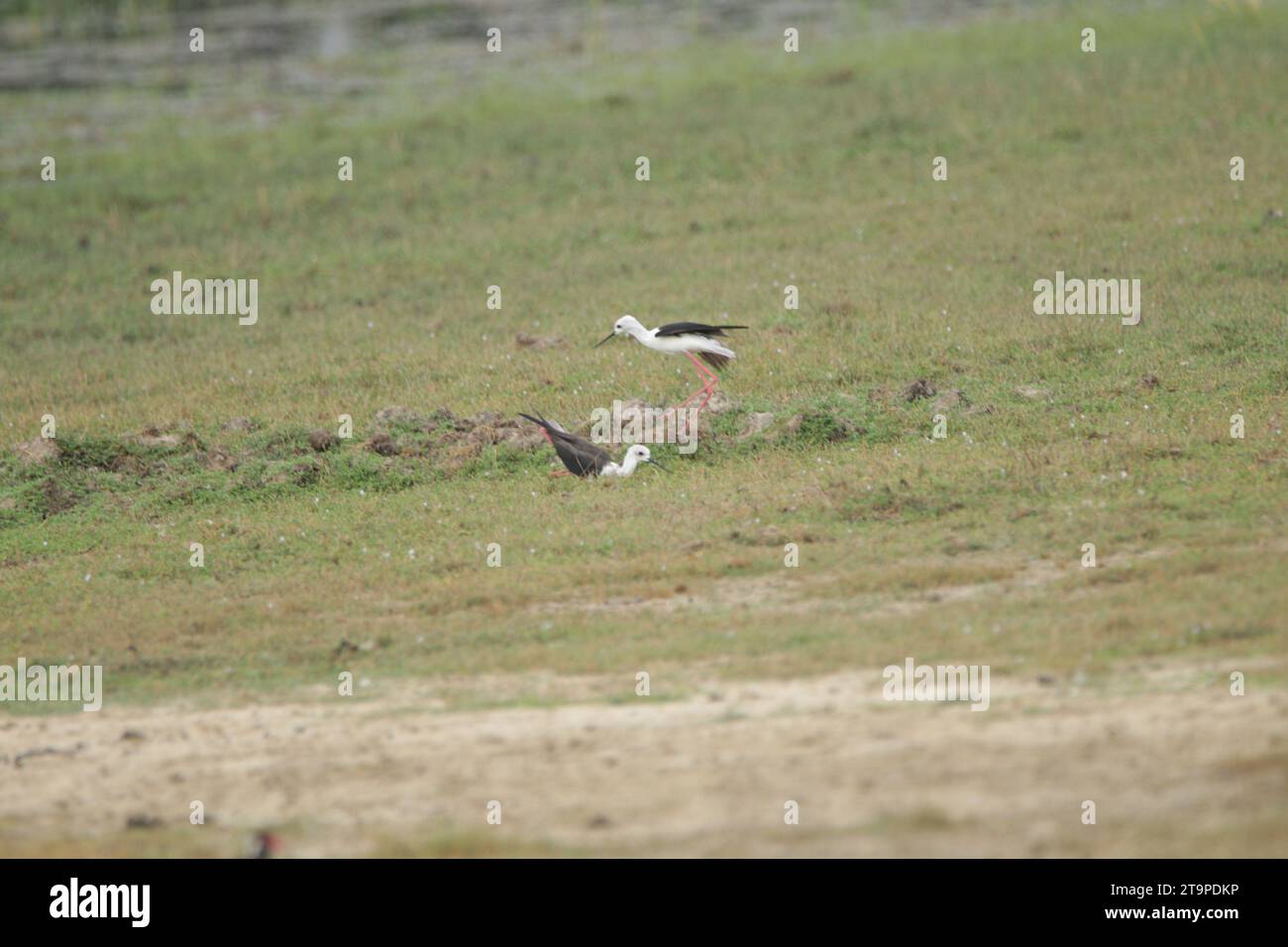 Birds of Sri Lanka in the Wild, Visit Sri Lanka Stock Photo