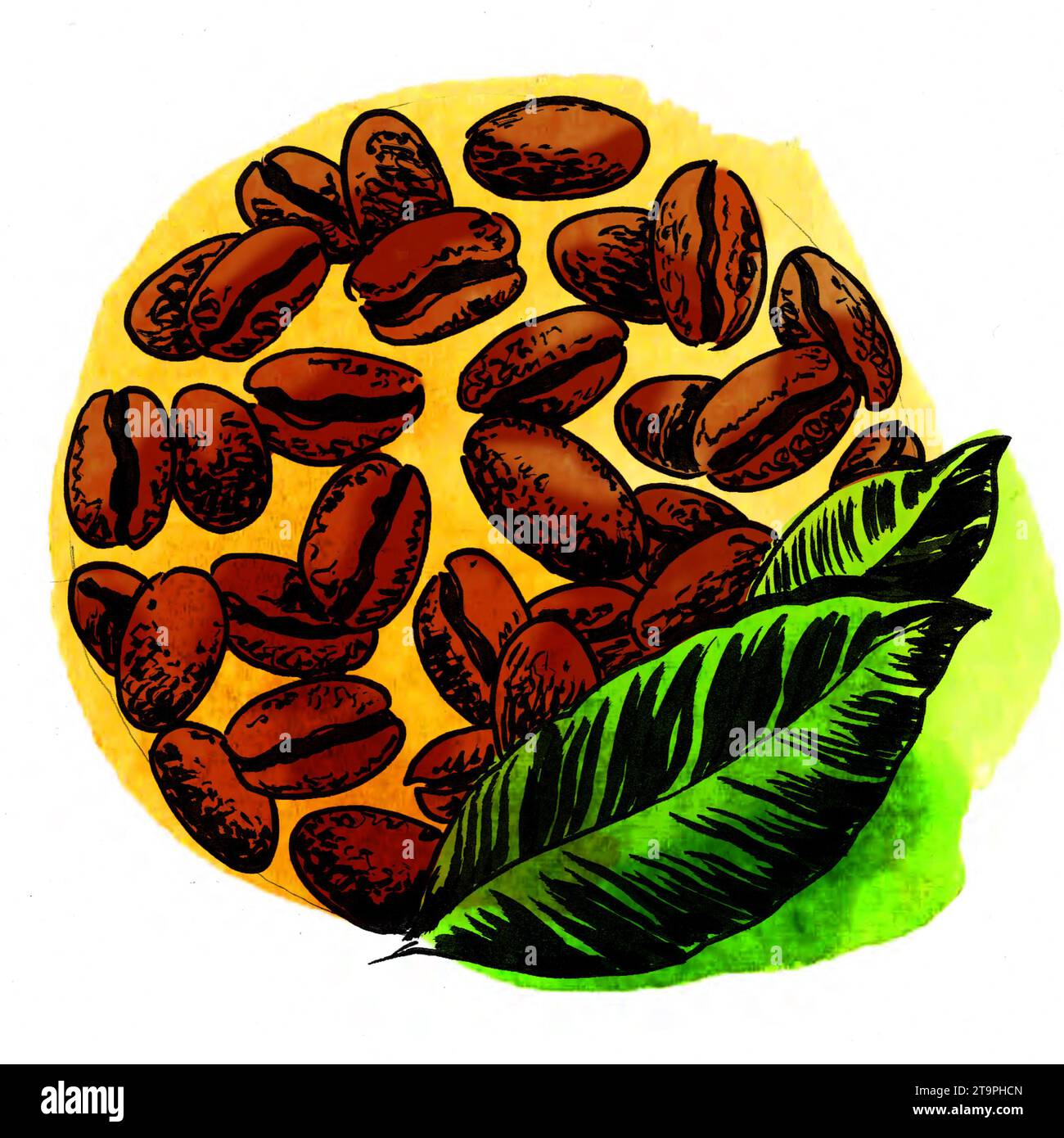 Hand drawn coffee beans Cut Out Stock Images & Pictures - Alamy