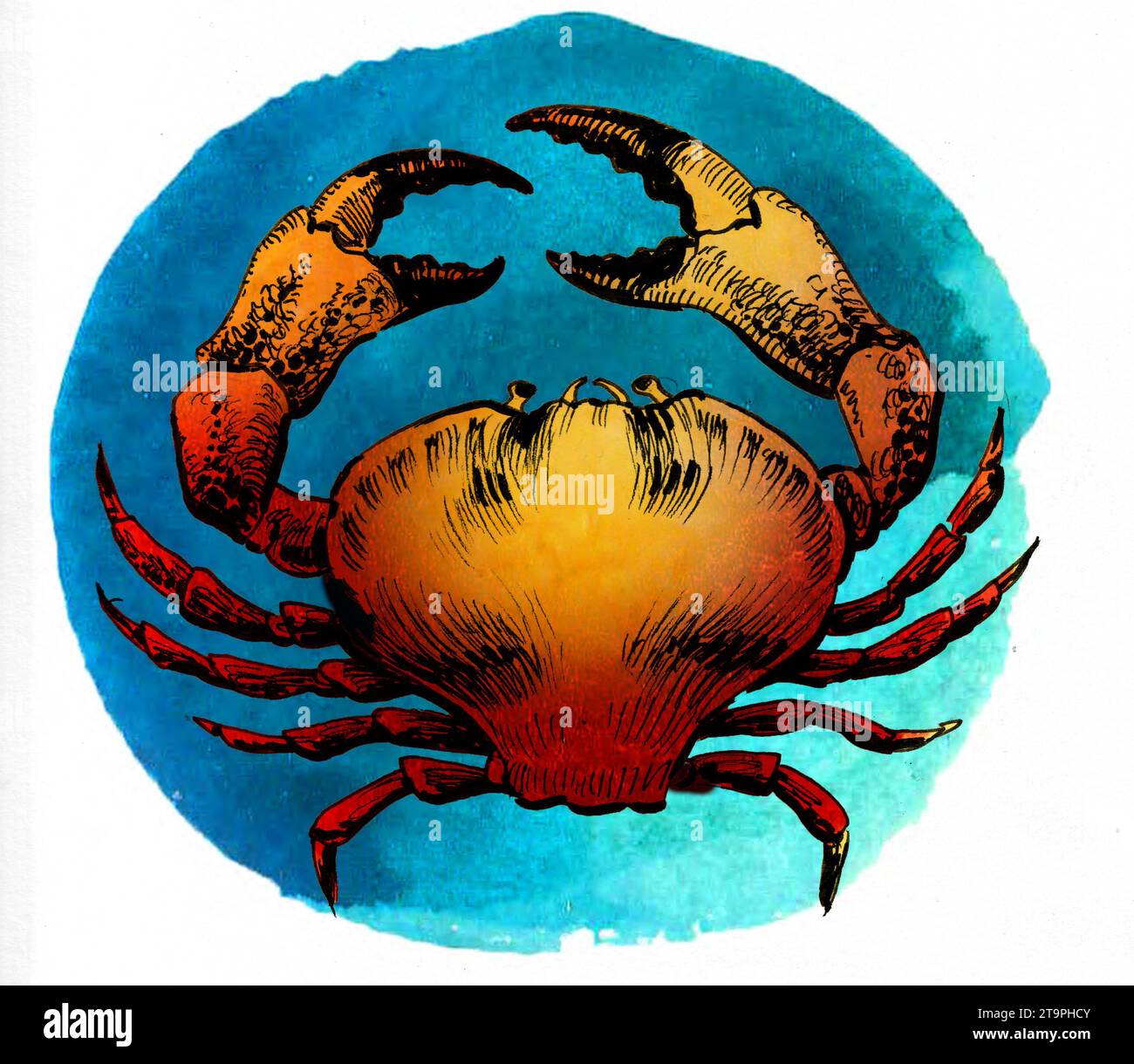 Crab hand drawn watercolor hi-res stock photography and images - Alamy