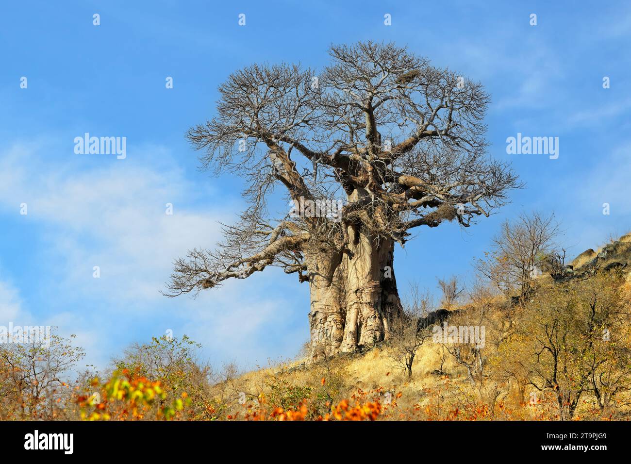 Large baobab tree during the dry season, Kruger National Park, South