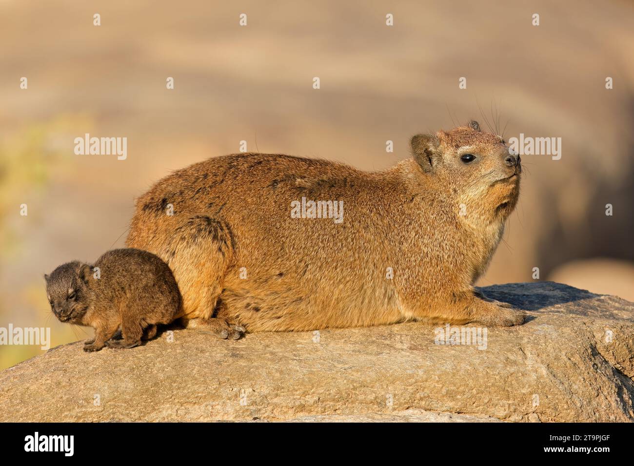 A rock hyrax (Procavia capensis) with small pup basking on a rock, Augrabies Falls National Park, South Africa Stock Photo
