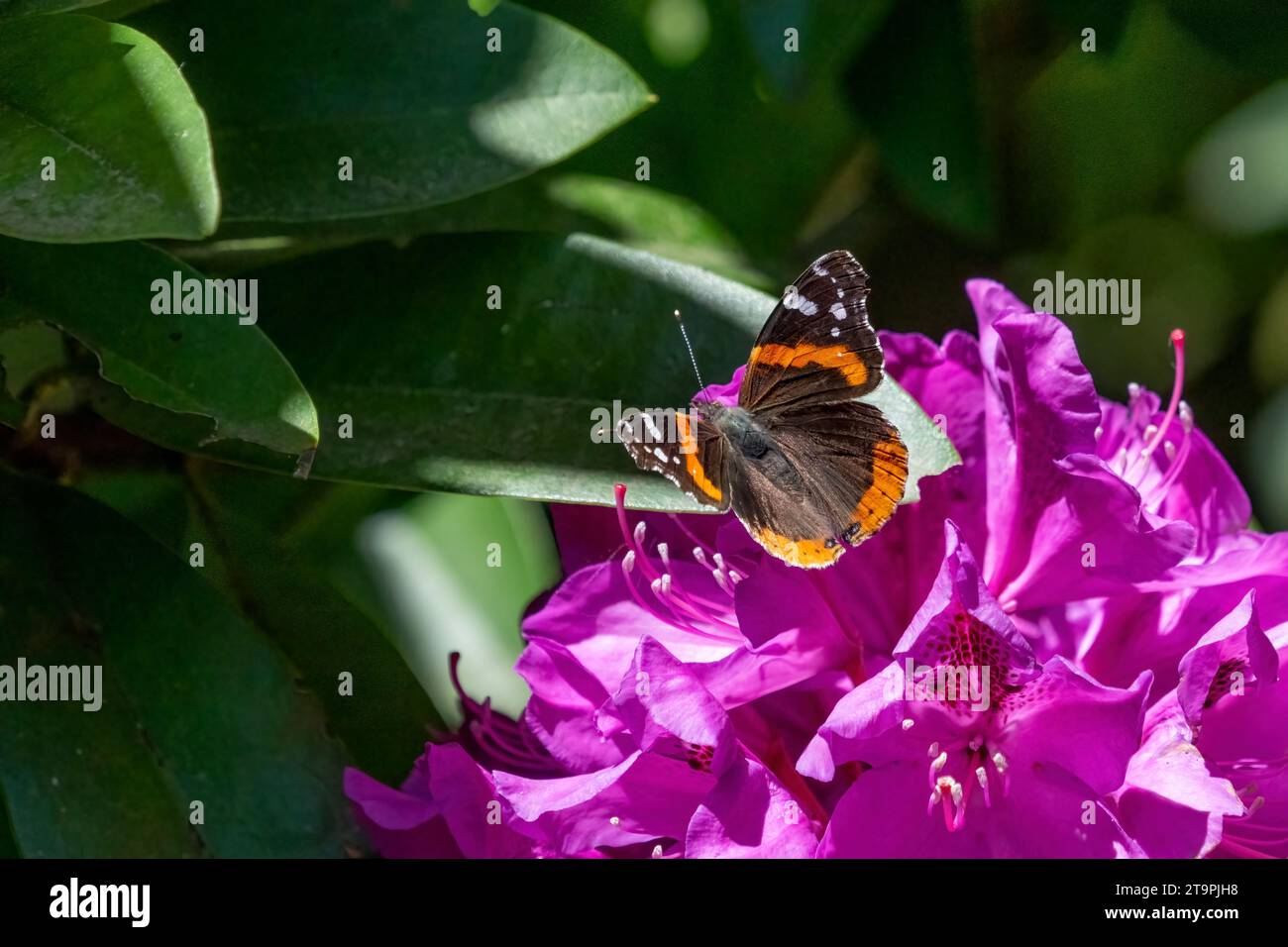 Issaquah, Washington, USA.   Red Admiral butterfly on a Pacific Rhododendron in bloom. Stock Photo