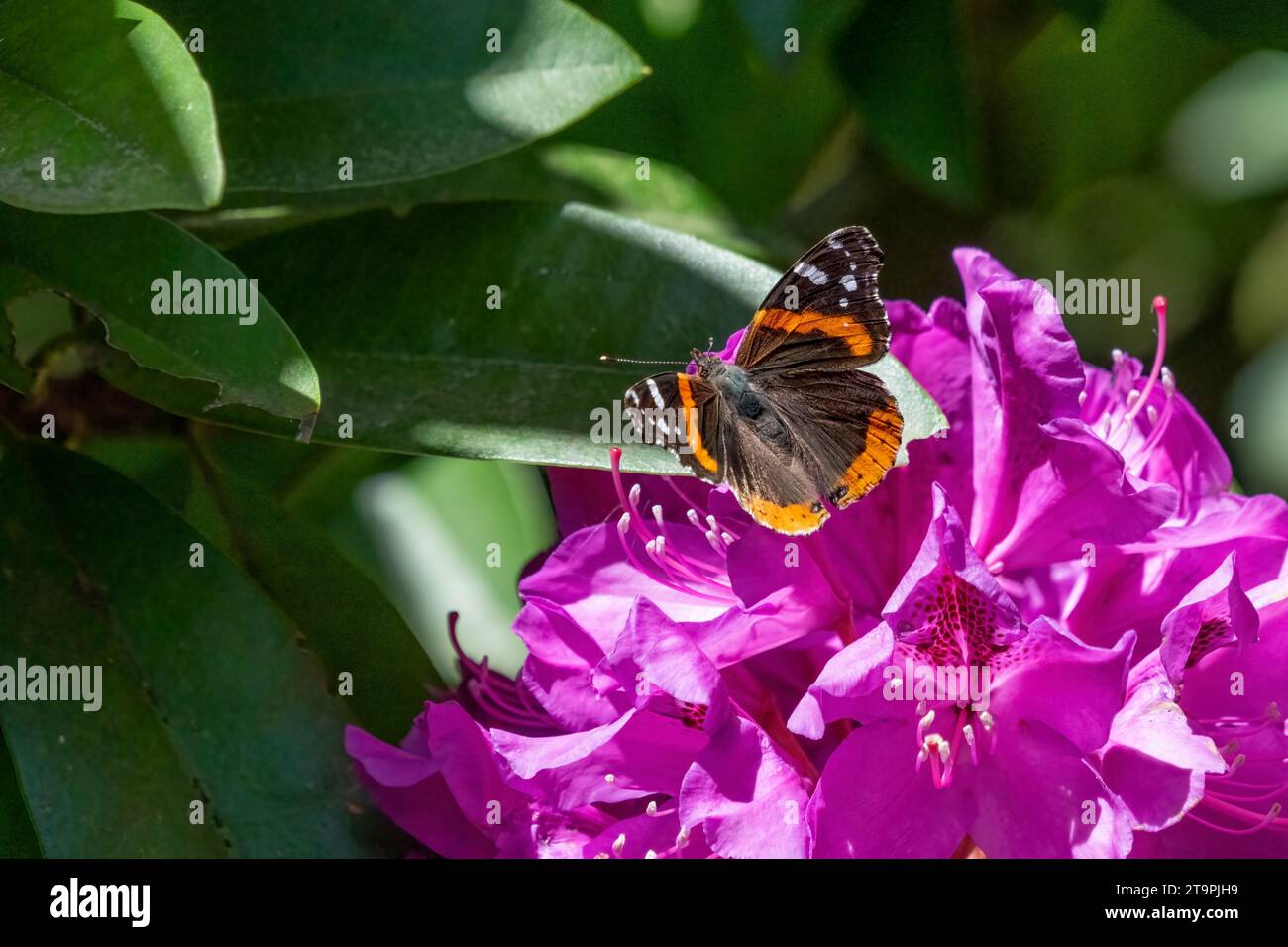 Issaquah, Washington, USA.   Red Admiral butterfly on a Pacific Rhododendron in bloom. Stock Photo