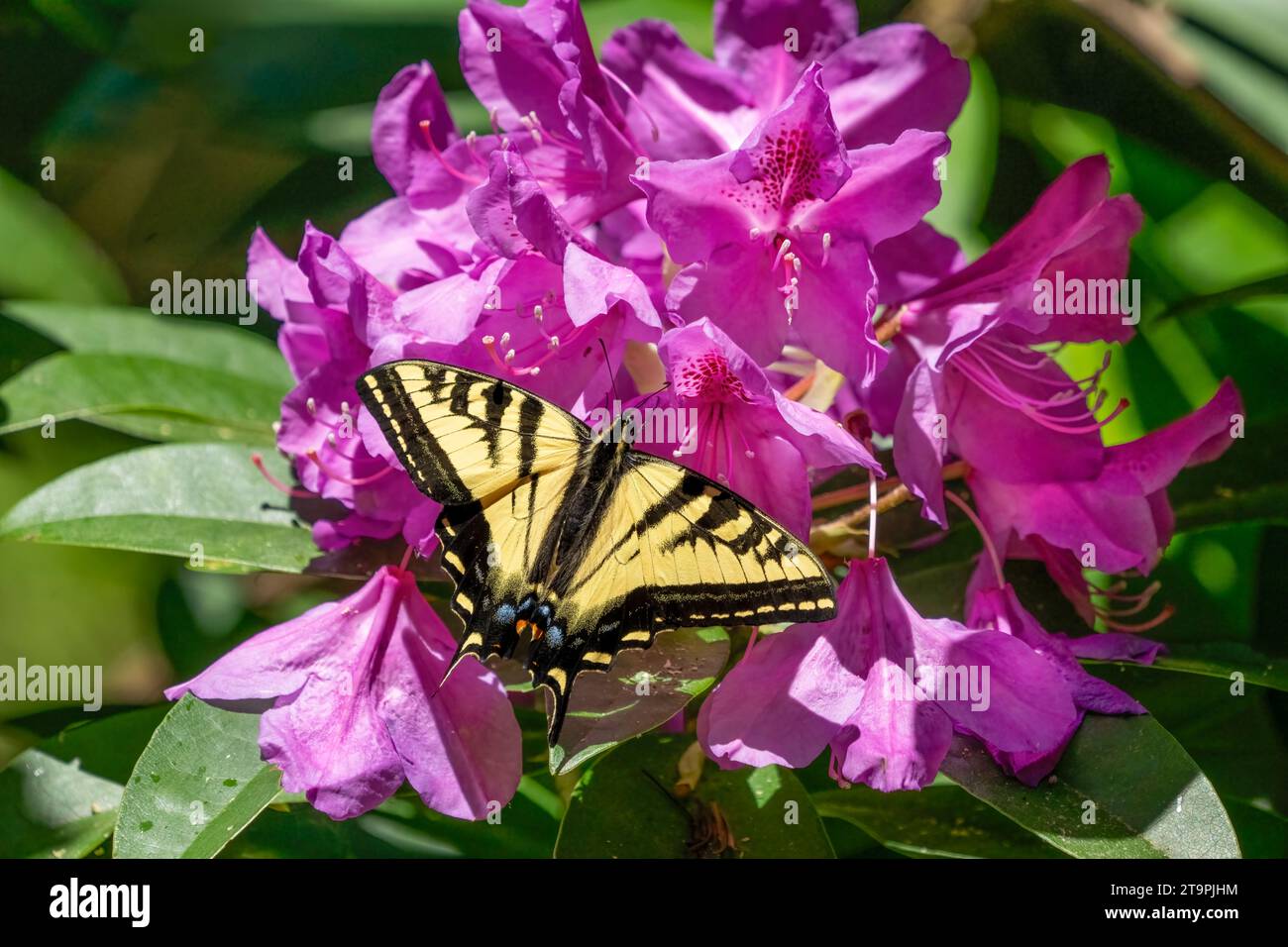 Issaquah, Washington, USA.   Western Tiger Swallowtail butterfly on a Pacific Rhododendron in bloom. Stock Photo
