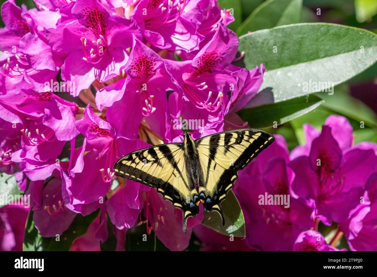 Issaquah, Washington, USA.   Western Tiger Swallowtail butterfly on a Pacific Rhododendron in bloom. Stock Photo
