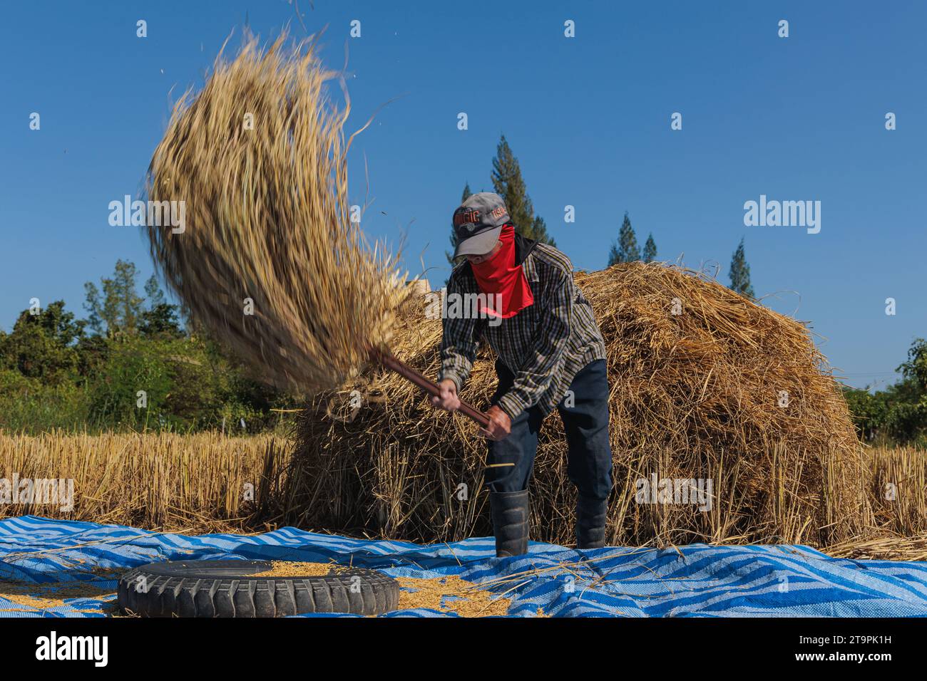 Lamphun, Thailand. 20th Nov, 2023. Farmer seen rice threshing at rice field in Lamphun, Northern Thailand. (Credit Image: © Varuth Pongsapipatt/SOPA Images via ZUMA Press Wire) EDITORIAL USAGE ONLY! Not for Commercial USAGE! Stock Photo