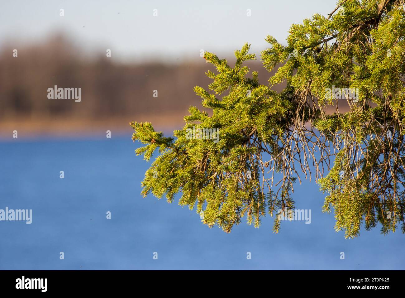 Balsam Fir (Abies balsamea) boughs with blurry background of lake and shoreline in the Chippewa National Forest, northern Minnesota USA Stock Photo