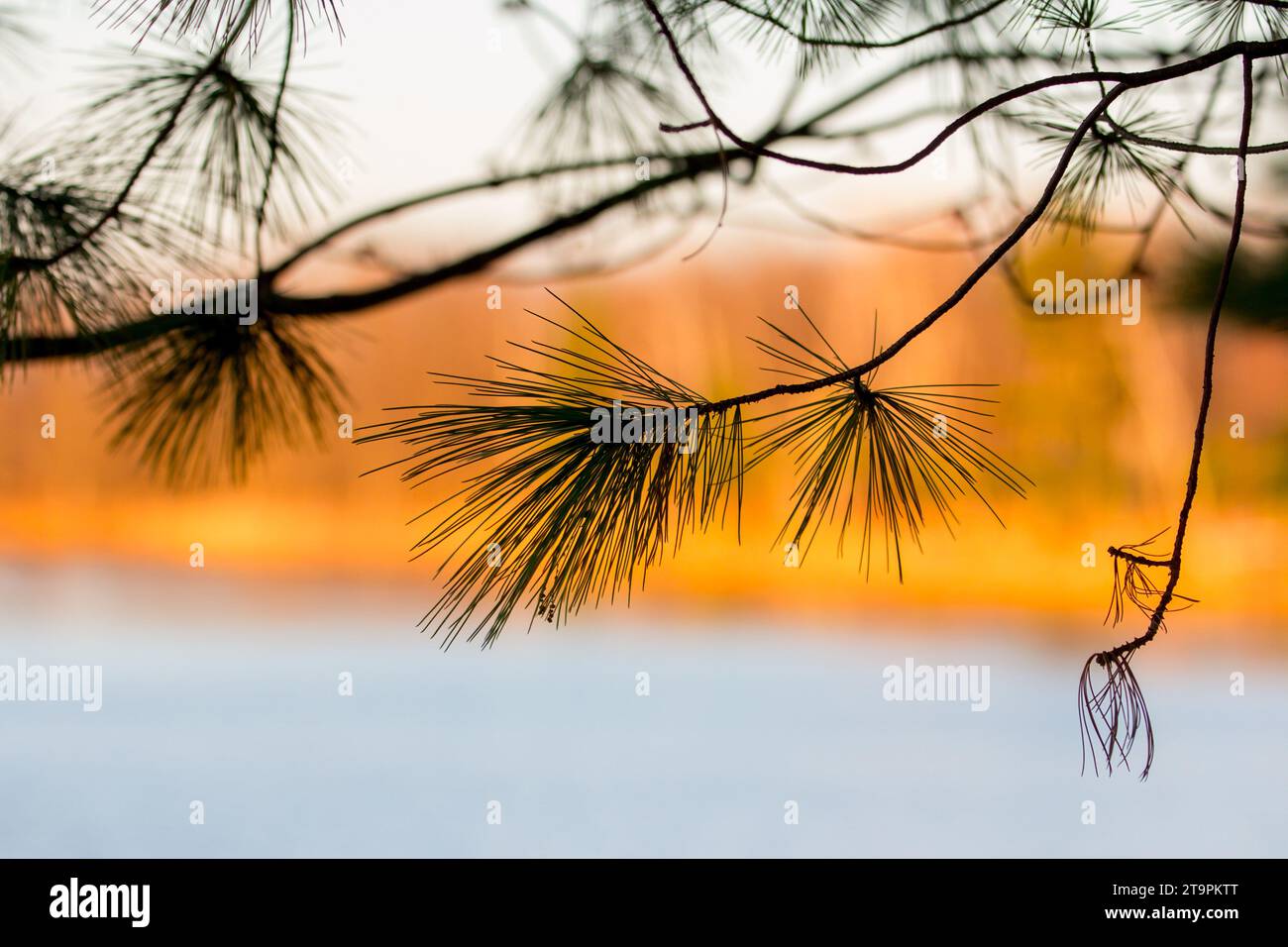 Eastern White Pine silhouette (Pinus strobus) against colorful blurry background of lake and trees in the autumn in northern Minn USA Stock Photo