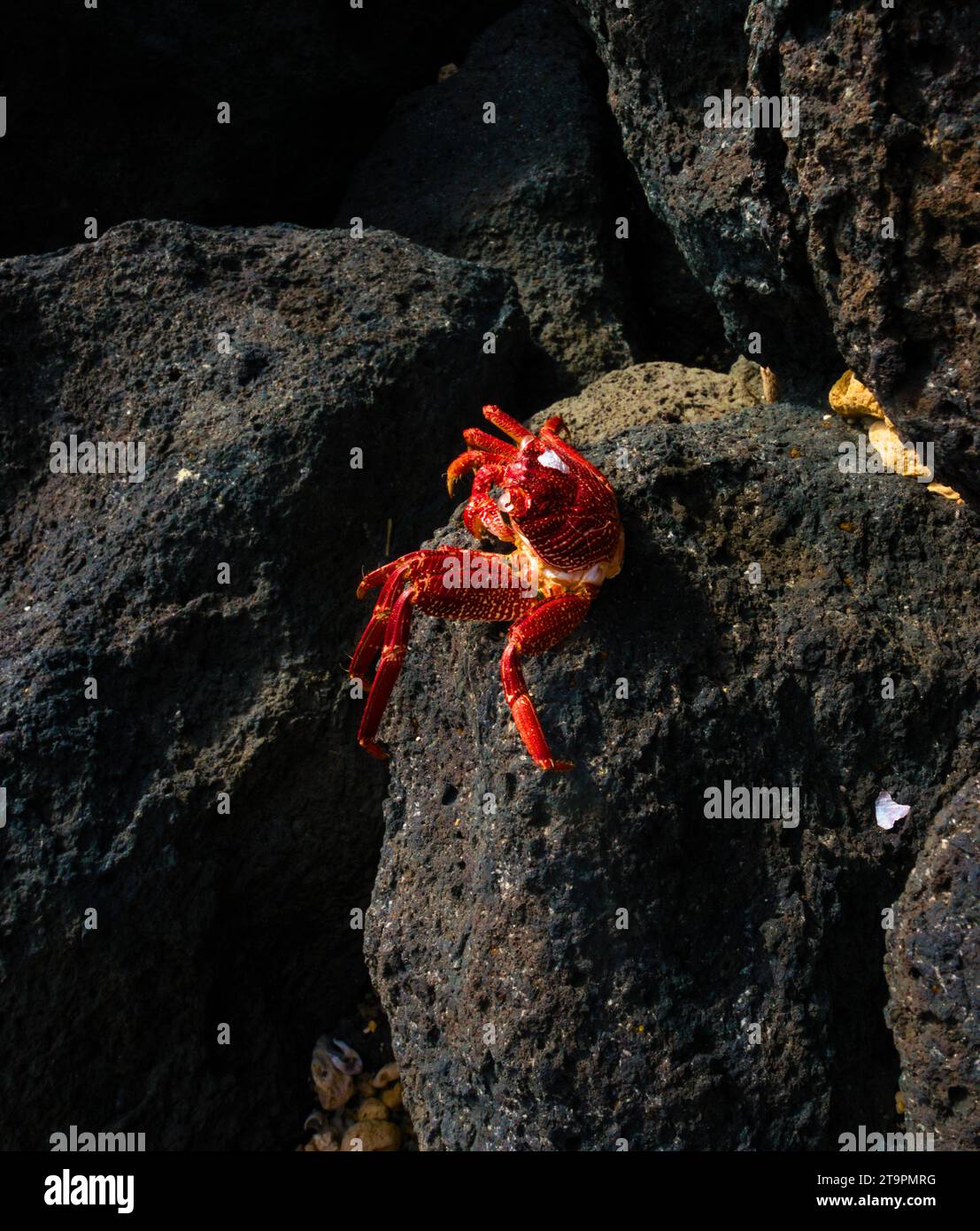 Close up photo of a Hawaiian A'ama Crab, species Grapsus Tenuicrustatus. (Kingdom Animalia, Phylum Arthropoda, Class Malacostraca, Order Decapoda, Family Grapsidae, Genus Grapsus)  Stock Photo
