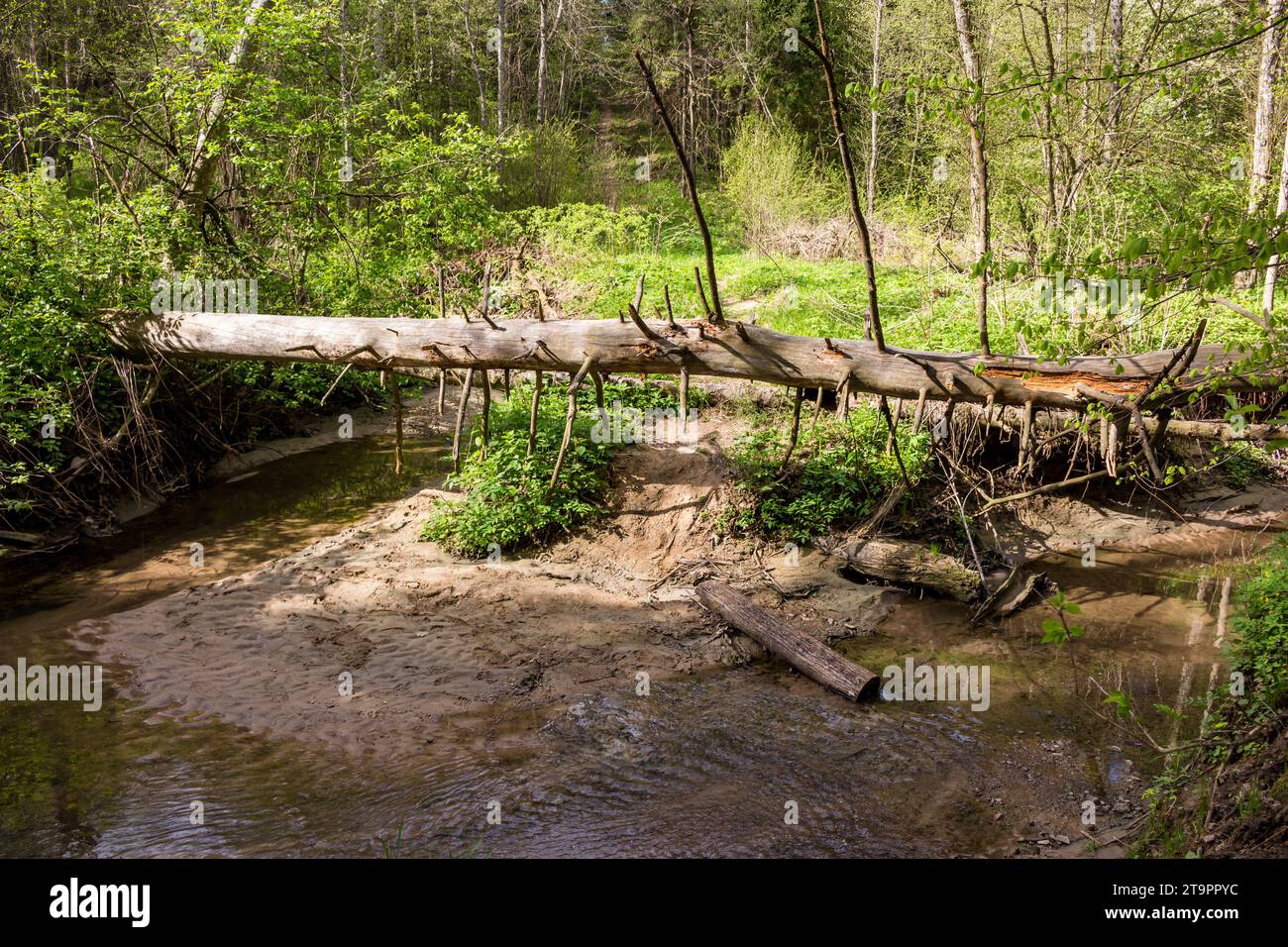 Fallen dry tree blocking a ford across a stream Stock Photo