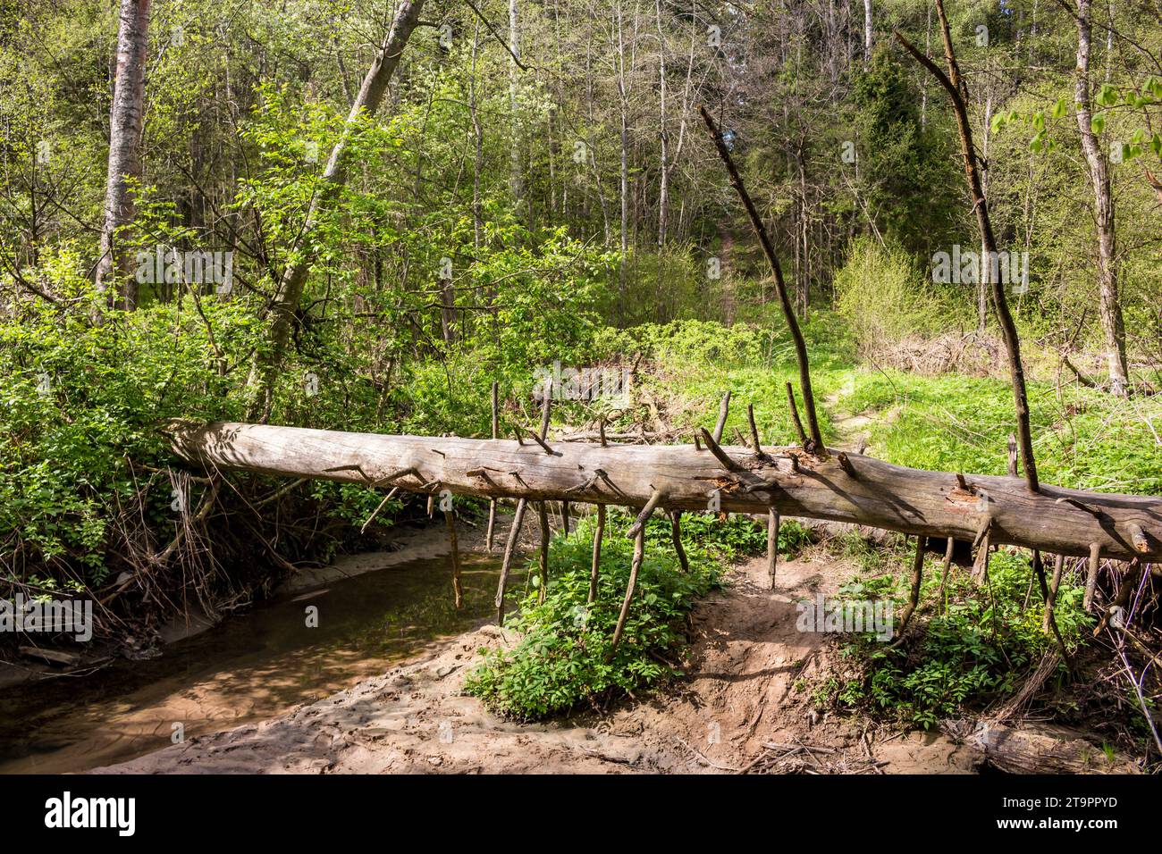 Fallen dry tree blocking a ford across a stream Stock Photo
