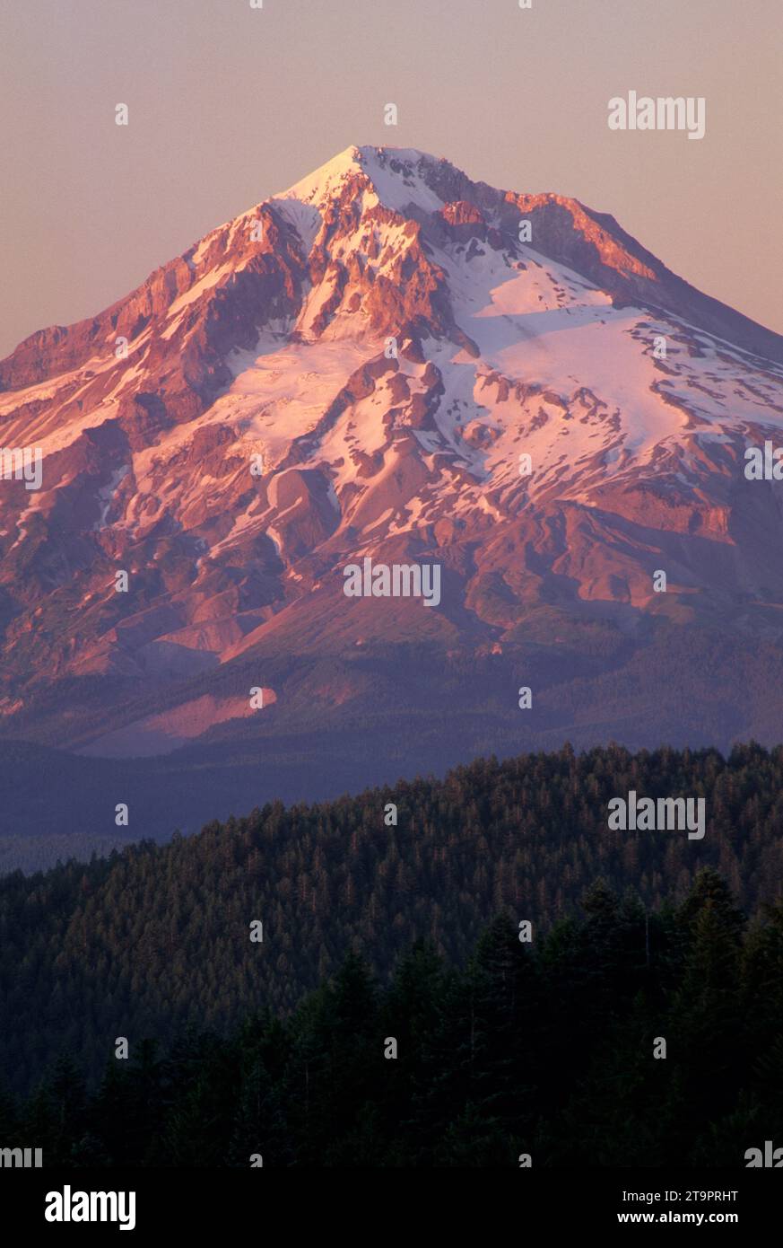 Mt Hood from Old Baldy Trail, Salmon-Huckleberry Wilderness, Mt Hood ...