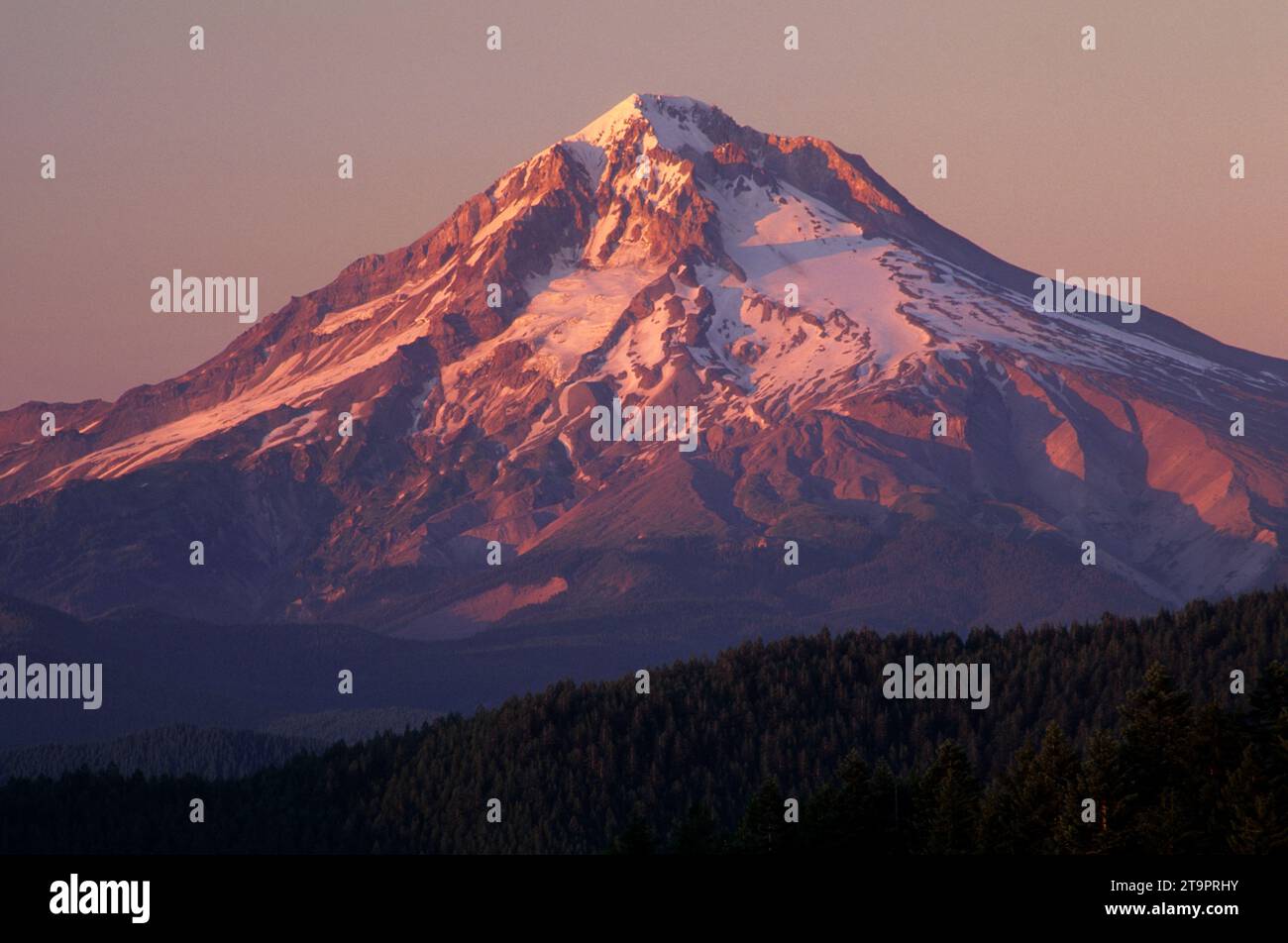 Mt Hood from Old Baldy Trail, Salmon-Huckleberry Wilderness, Mt Hood ...