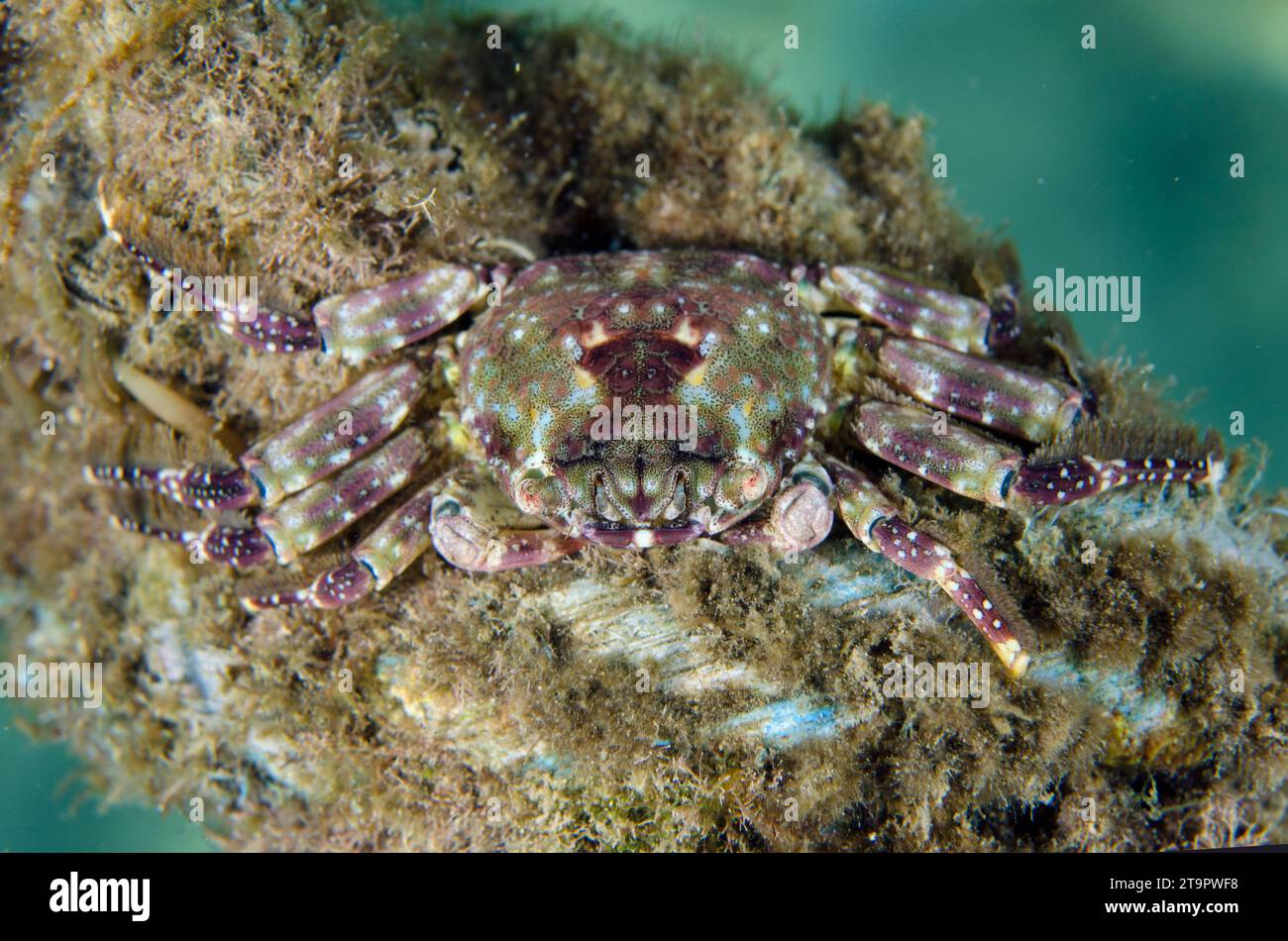 Rock Crab, Plagusia immaculata, on rope, Laha dive site, Ambon, Maluku, Indonesia, Banda Sea Stock Photo