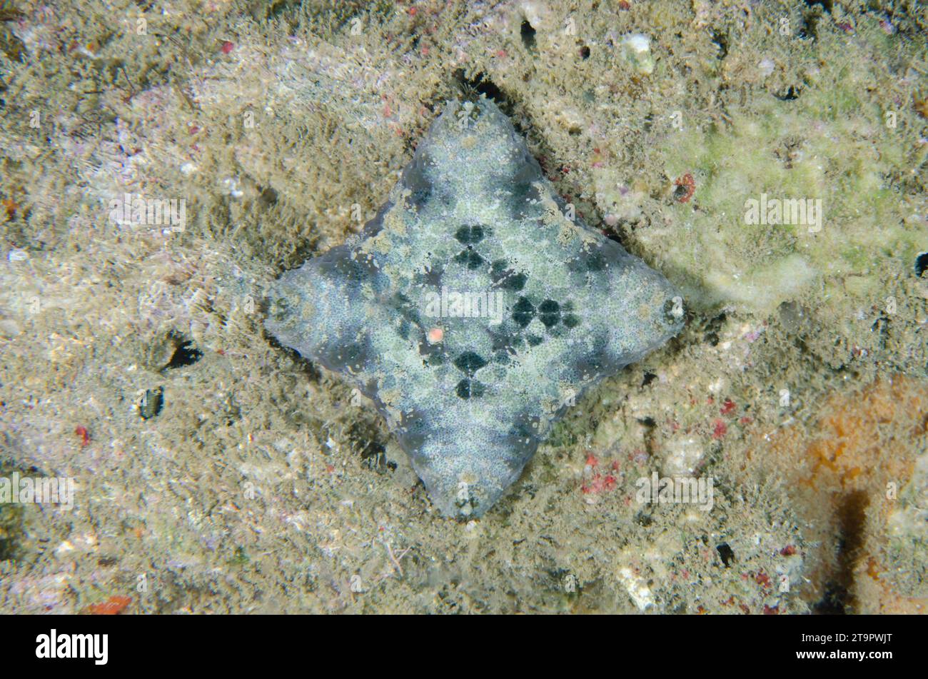 Immature Cushion Star, Culcita novaeguineae, aberrant as only 4 arms, Laha dive site, Ambon, Maluku, Indonesia, Banda Sea Stock Photo
