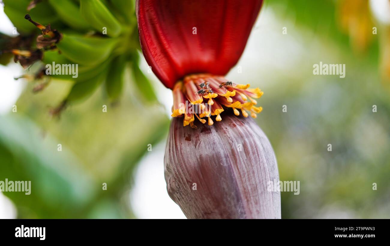banana flower bract mechanical properties durability