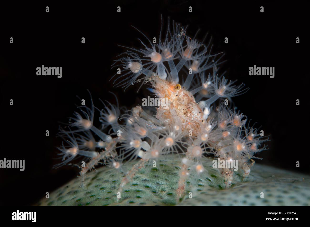 Spider Crab, Achaeus spinosus, carrying small Anemones for protection and camouflage on on Green Barrel Sea Squirt, Didemnum molle, Seraya House Reef Stock Photo