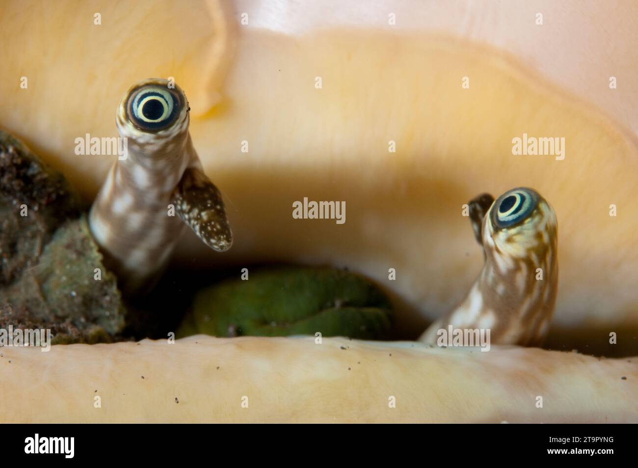 Eyes of Conch, Strombus sp, Lombok Fields dive site, Seraya, Karangasem, Bali, Indonesia Stock Photo