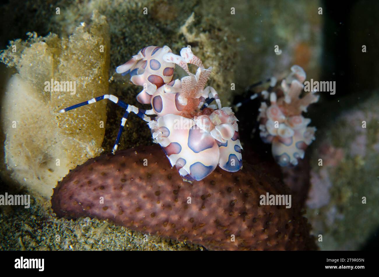 Pair of Harlequin Shrimps, Hymenocera elegans, feeding on Starfish, Lickia sp, Laha dive site, Ambon, Maluku, Indonesia, Banda Sea Stock Photo