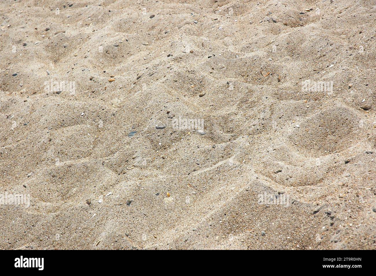 Some Sand and Sea Shells at the Outer Banks Island in North Carolina
