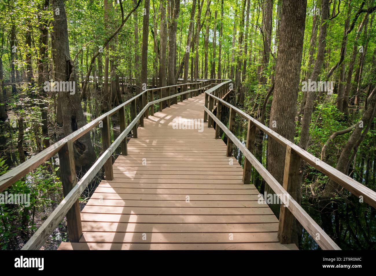 Boardwalk at Moores Creek National Battlefield, NPS Site Stock Photo