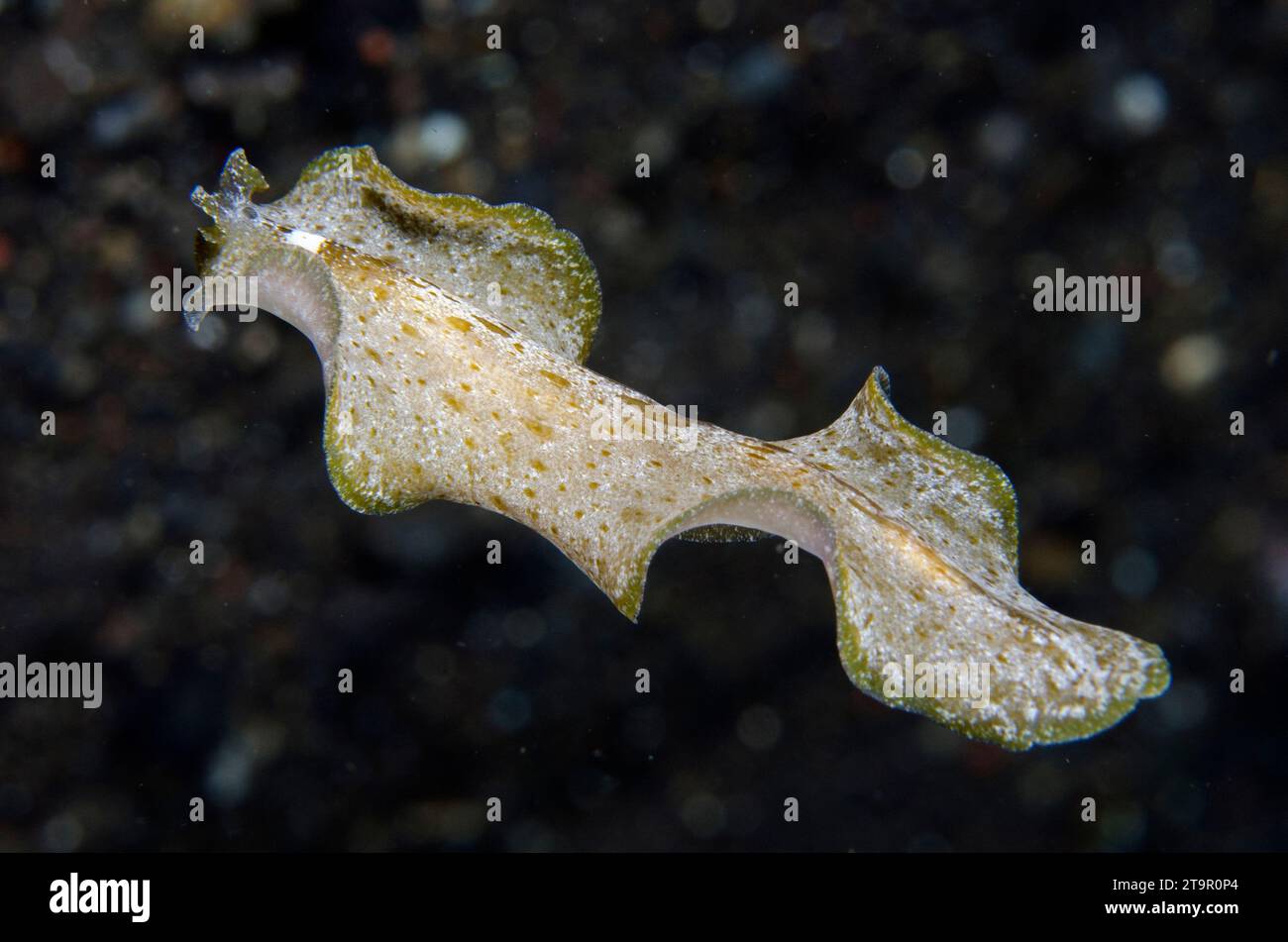 Cryptic Flatworm, Pseudobiceros kryptos, free-swimming, Coral Gardens dive site, Tulamben, Karangasem, Bali, Indonesia, Indian Ocean Stock Photo
