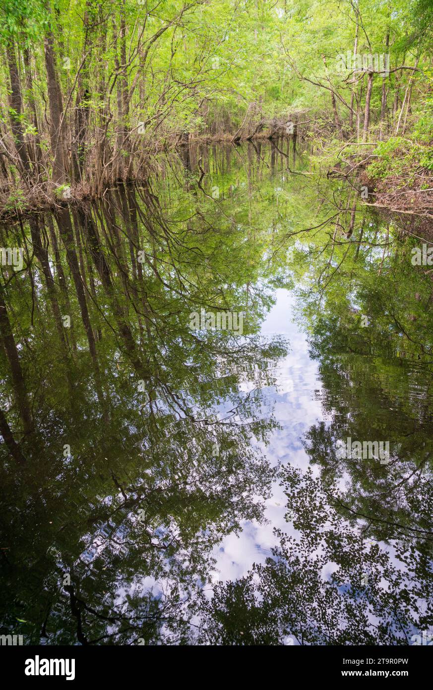 The Swampy Creek at Moores Creek National Battlefield, NPS Site Stock Photo