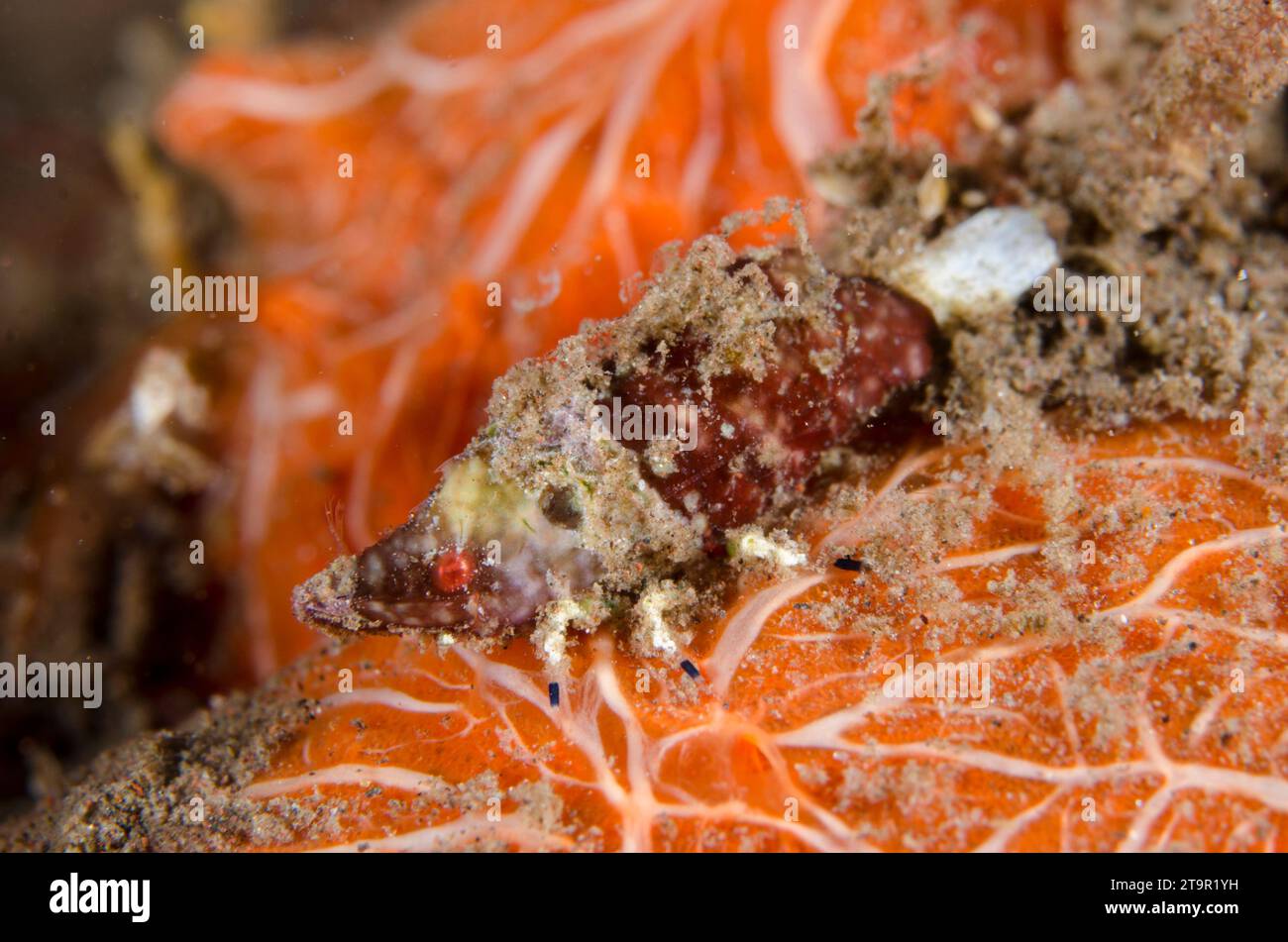 Rock Shrimp, Sicyonia sp, on Sponge, Clathria sp, Batu Niti dive site, Seraya, Karangasem, Bali, Indonesia, Indian Ocean Stock Photo