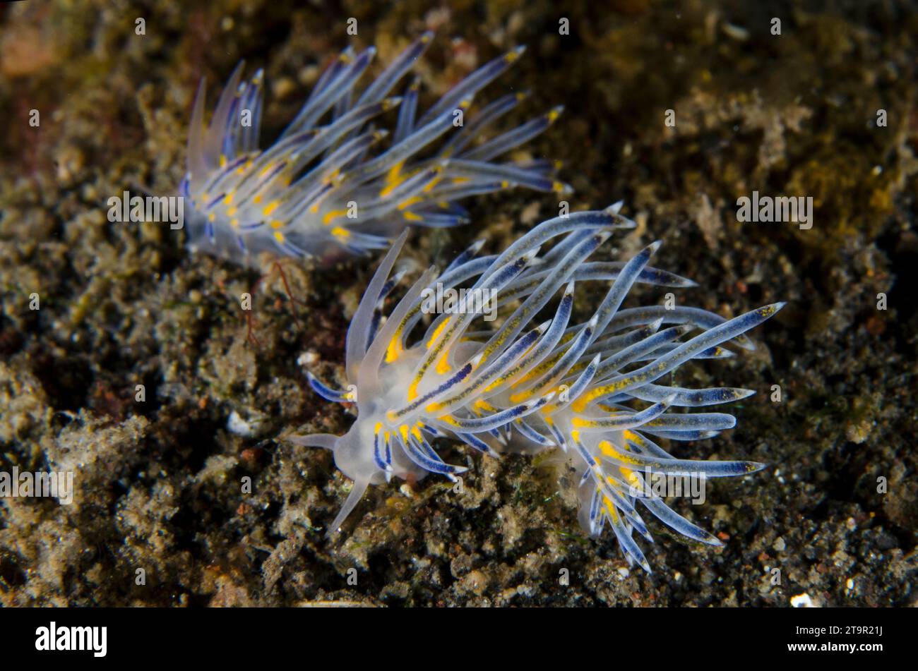 Pair of Sakuraeolis Aeolid Nudibranches, Sakuraeolis kirembosa Wreck Slope dive site, Tulamben, Karangasem, Bali, Indonesia, Indian Ocean Stock Photo