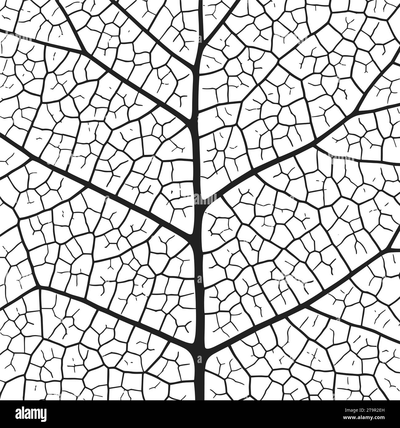 Leaf vein texture abstract background with close up plant leaf cells ornament texture pattern. Black and white organic macro linear pattern of nature Stock Vector