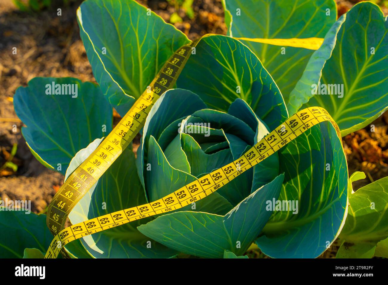 White cabbage tied to waist size, closeup. Selection of food products