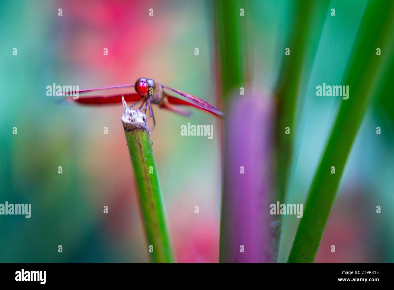 A macro of a dragonfly on a plant at Butterfly Sanctuary, Lazi, Siquijor, Philippines Stock Photo