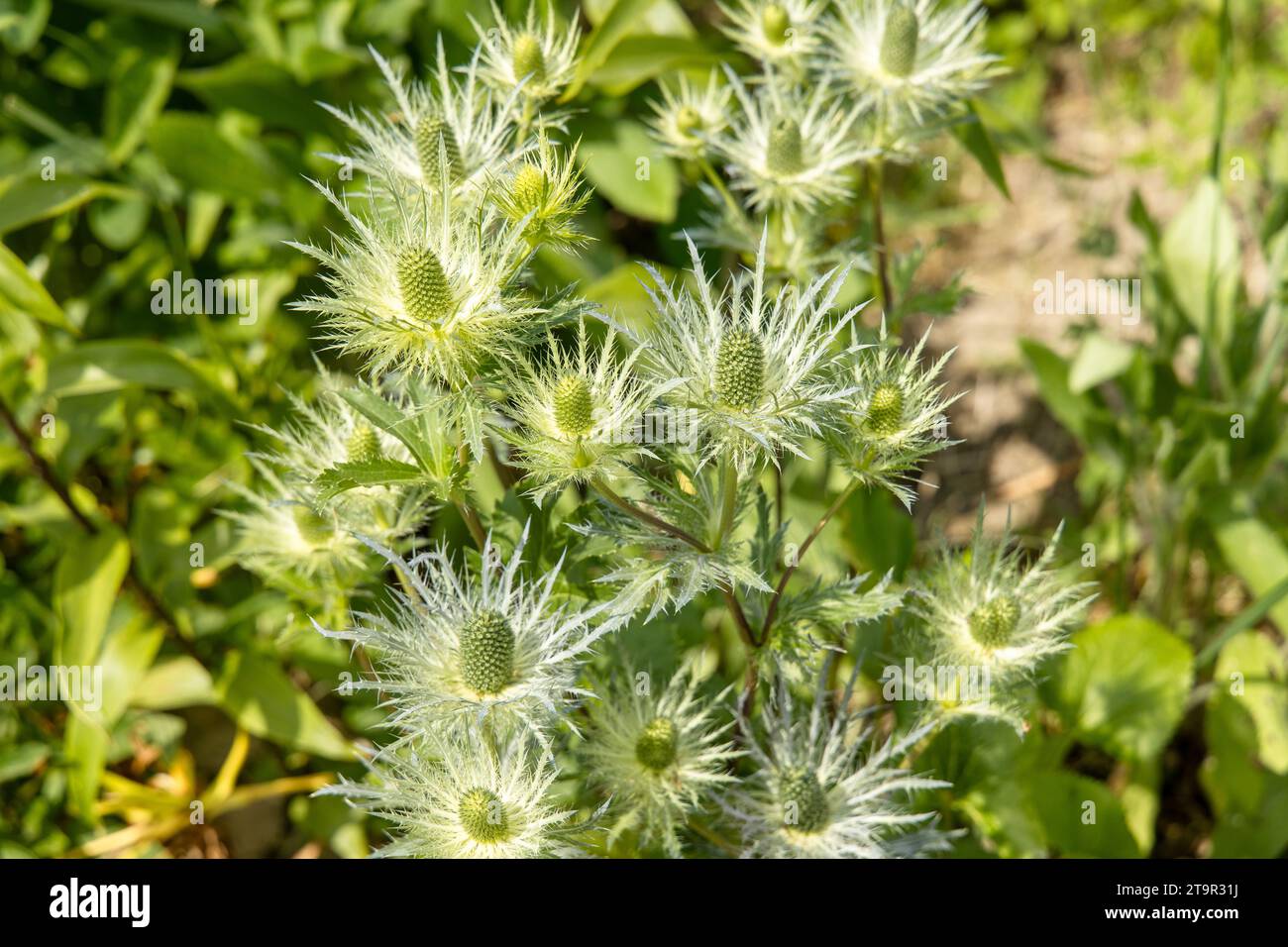 Eryngium alpinum 'Blue Jackpot' also known as Blue Sea Holly Stock