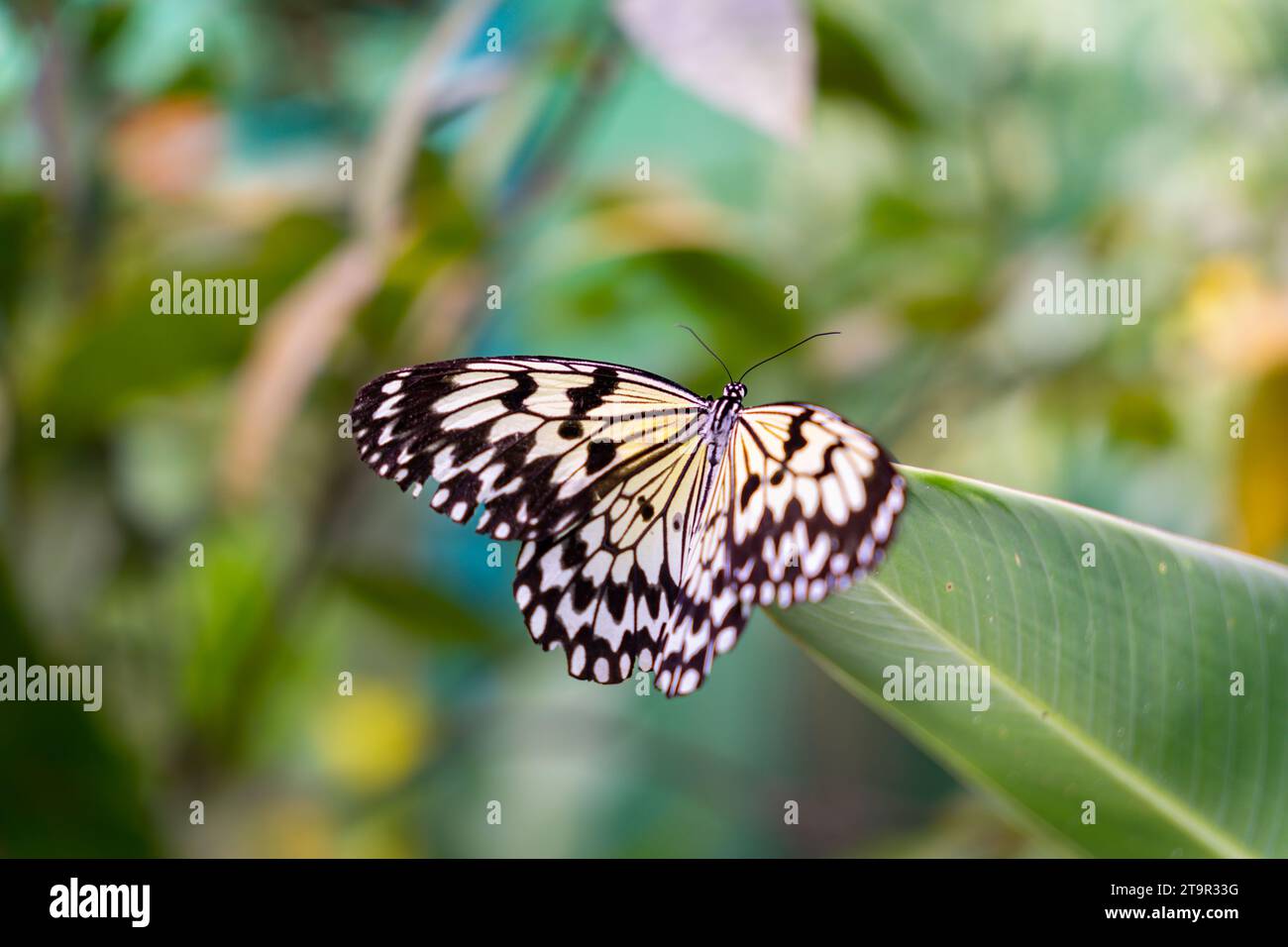 A macro of a beautiful butterfly on a plant at Butterfly Sanctuary, Lazi, Siquijor, Philippines Stock Photo