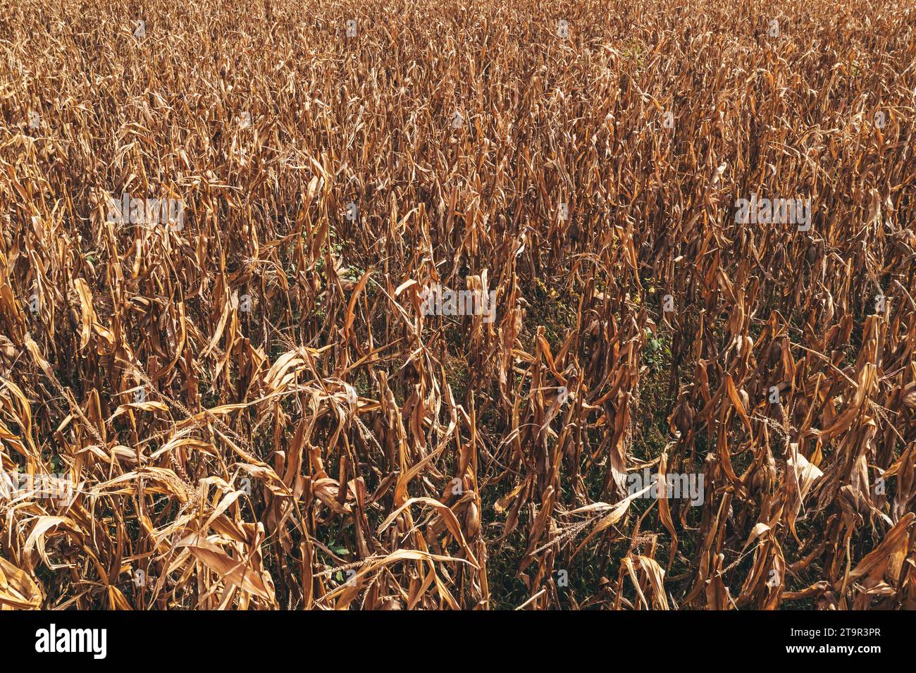 Poor quality corn field in bad condition after severe summer drought season, high angle view Stock Photo