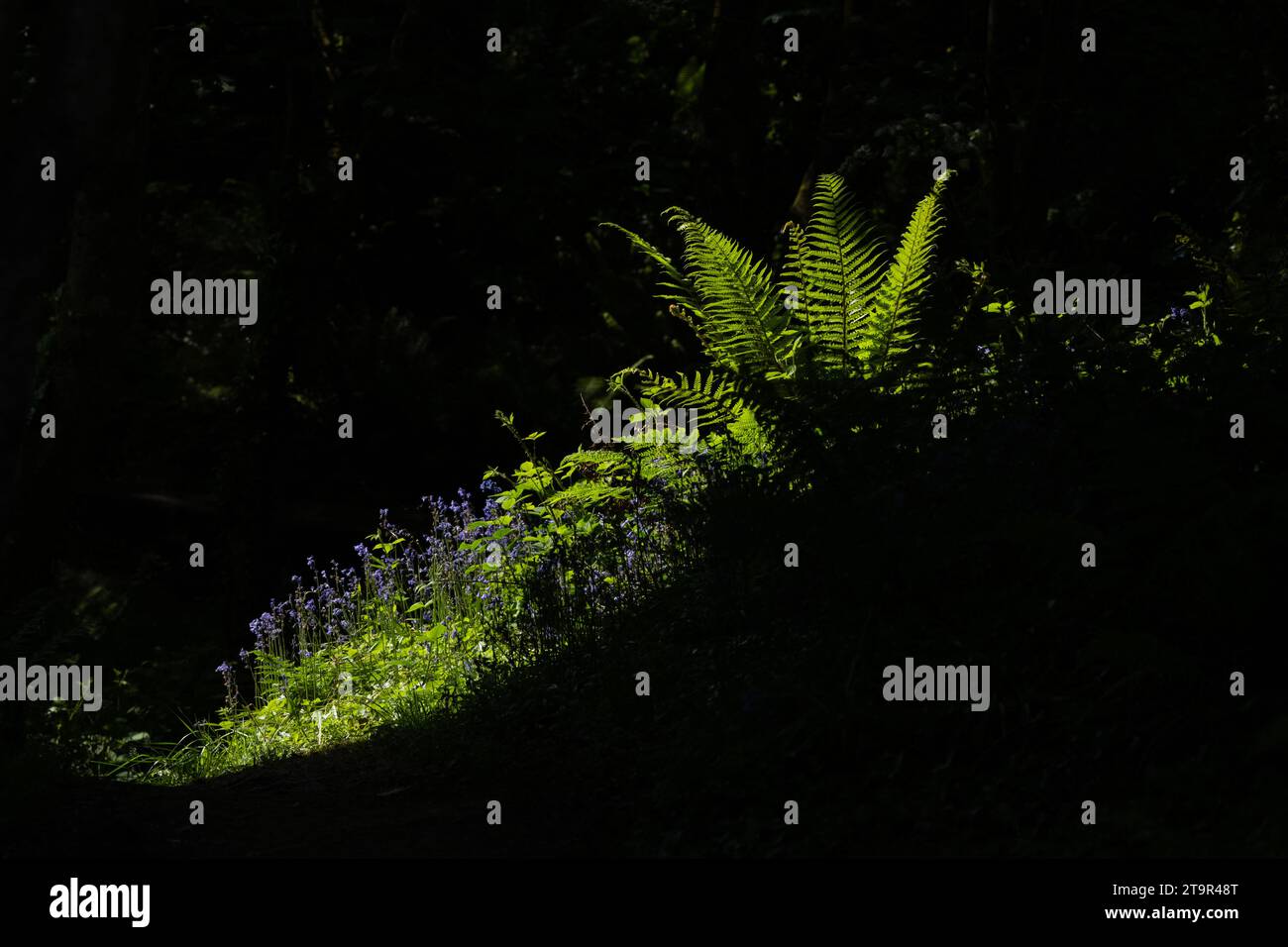 bluebells  ferns and woodland plants illuminated by sunshine breaking though a gap in the trees - UK Stock Photo