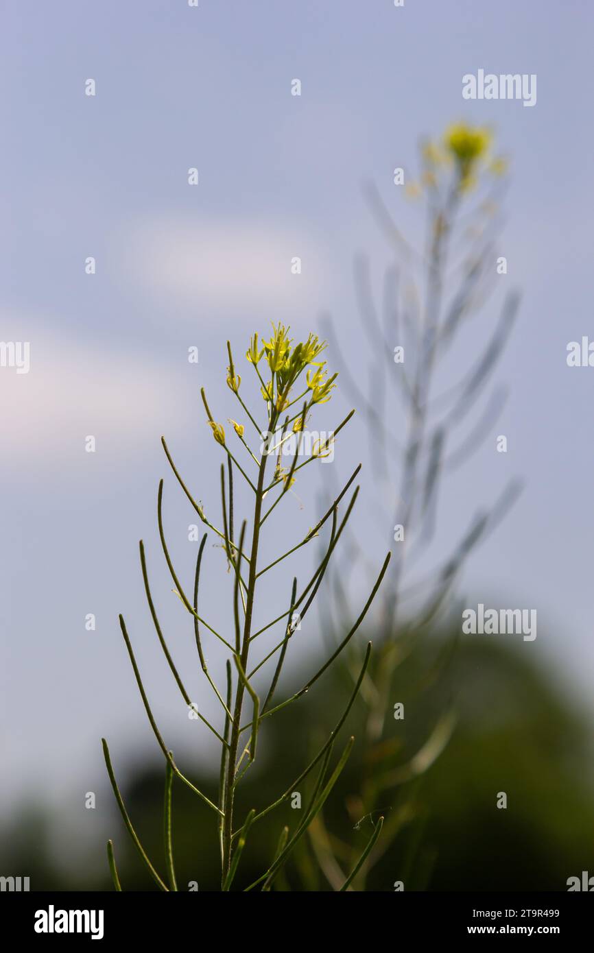 Sisymbrium orientale, Indian hedge mustard, Brassicaceae. Wild plant shot in spring. Stock Photo