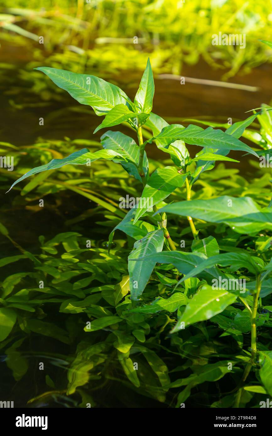 Persicaria hydropiper grows among grasses in the wild. Stock Photo