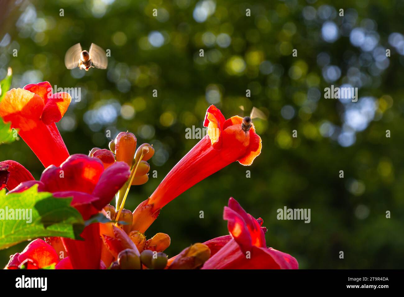 Beautiful red flowers of the trumpet vine or trumpet creeper Campsis radicans surrounded by green leaves. Stock Photo