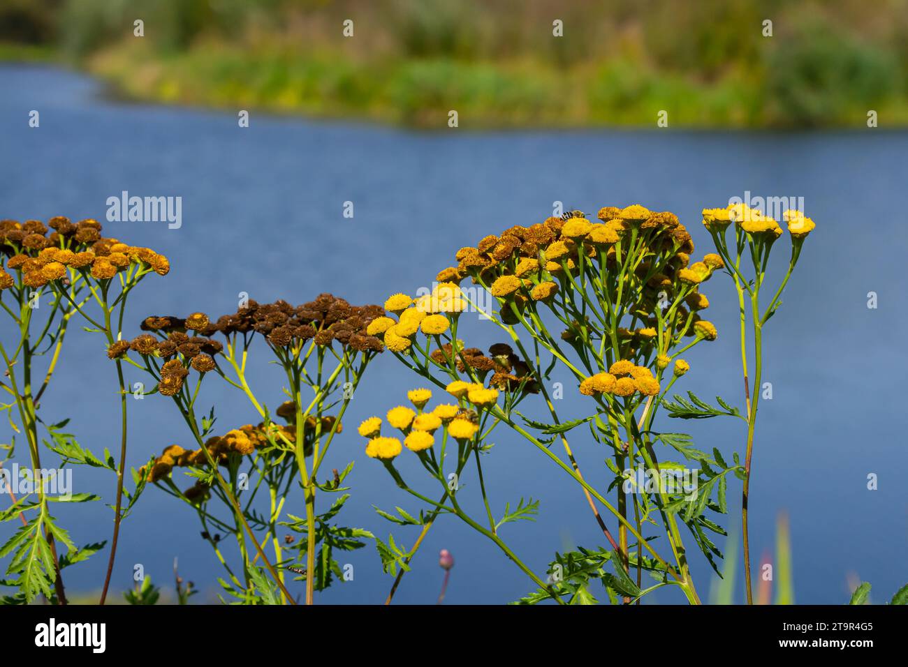 Tansy is a perennial herbaceous flowering plant used in folk medicine. Stock Photo