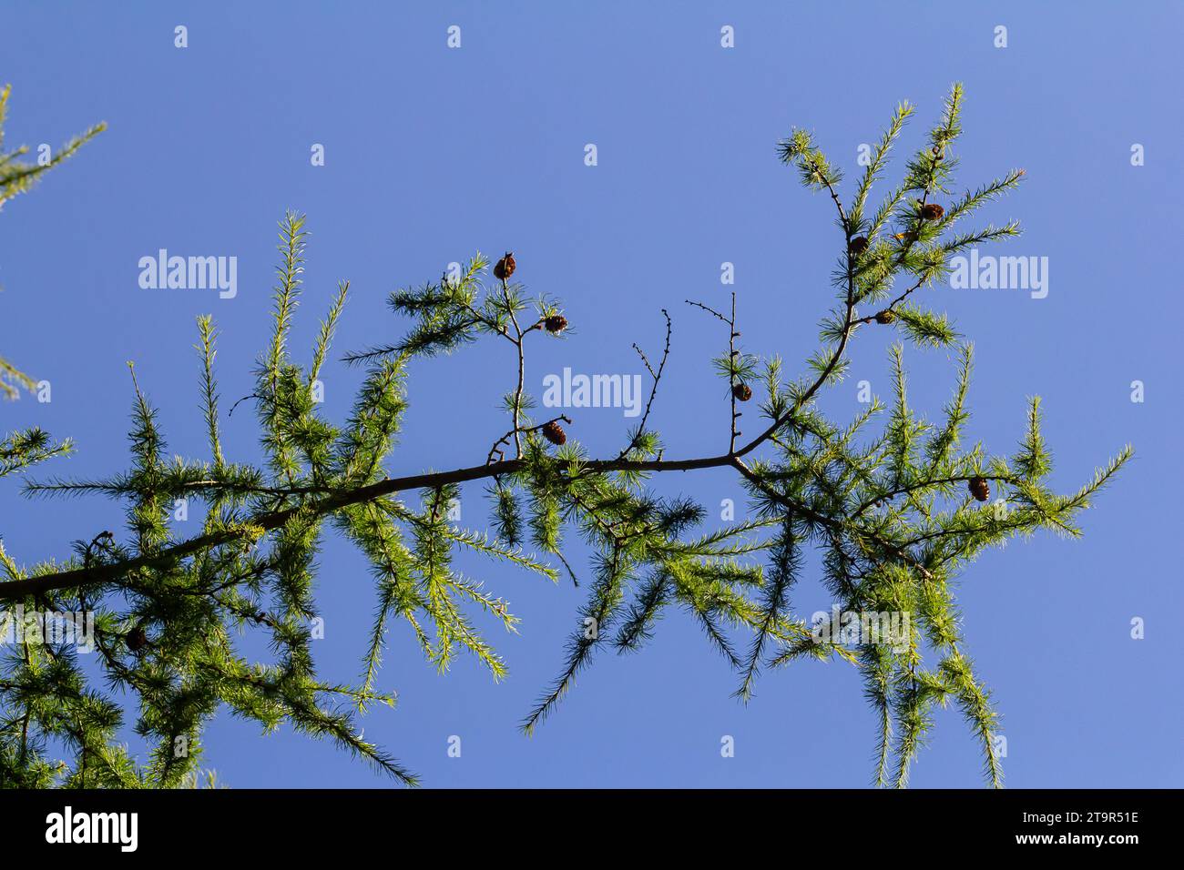 a larch branch with bright green spring games, against a blue sky background. Stock Photo