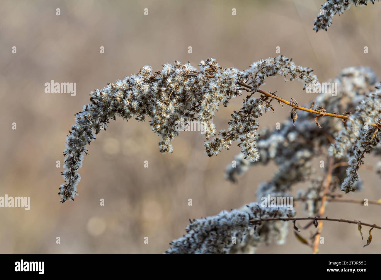 seeds with blow-balls of golden rod - Solidago canadensis wild plant at autumn. Stock Photo