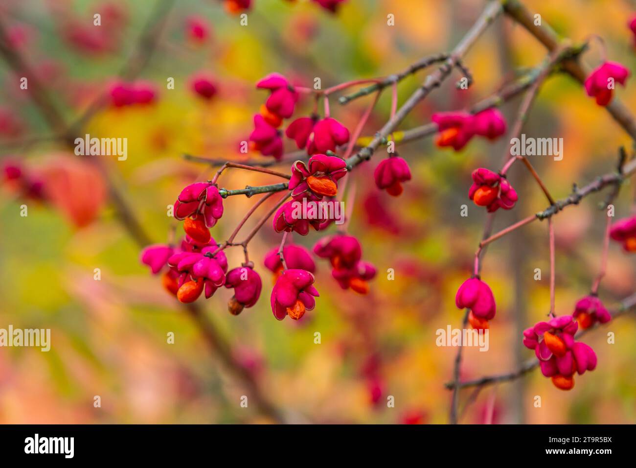 Euonymus europaeus european common spindle capsular ripening autumn fruits, red to purple or pink colors with orange seeds, autumnal colorful leaves. Stock Photo